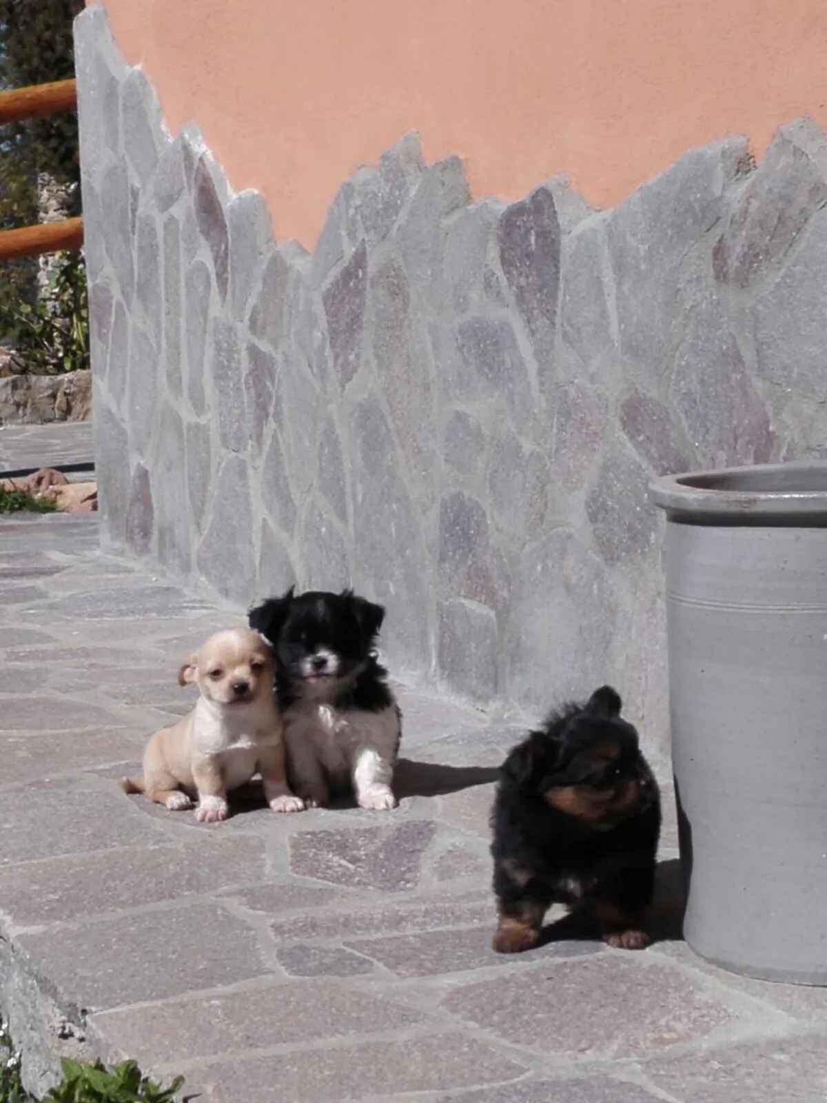 Pets in Hotel Miramonti Seulo Turismo Rurale