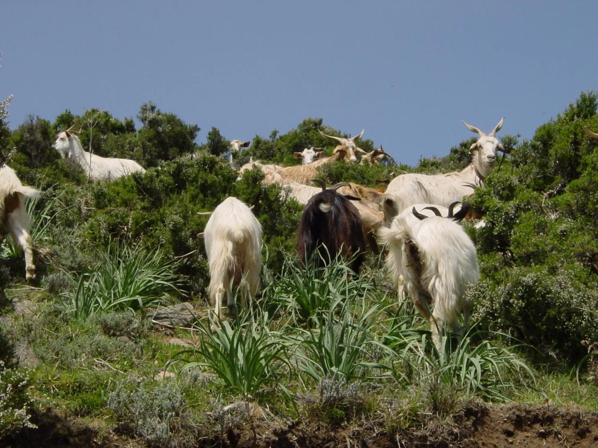 Animals in Hotel Miramonti Seulo Turismo Rurale
