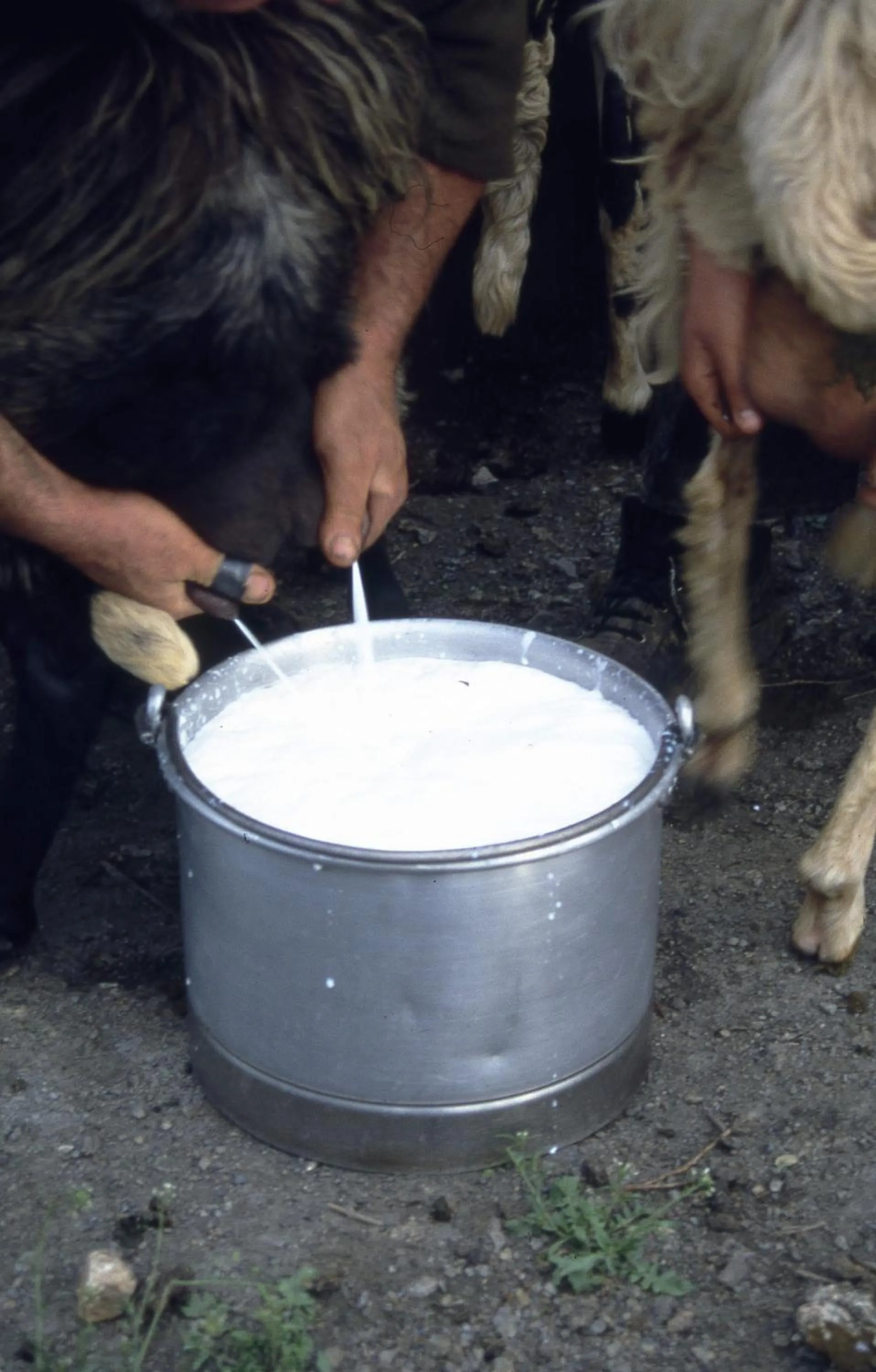 Food and drinks in Hotel Miramonti Seulo Turismo Rurale