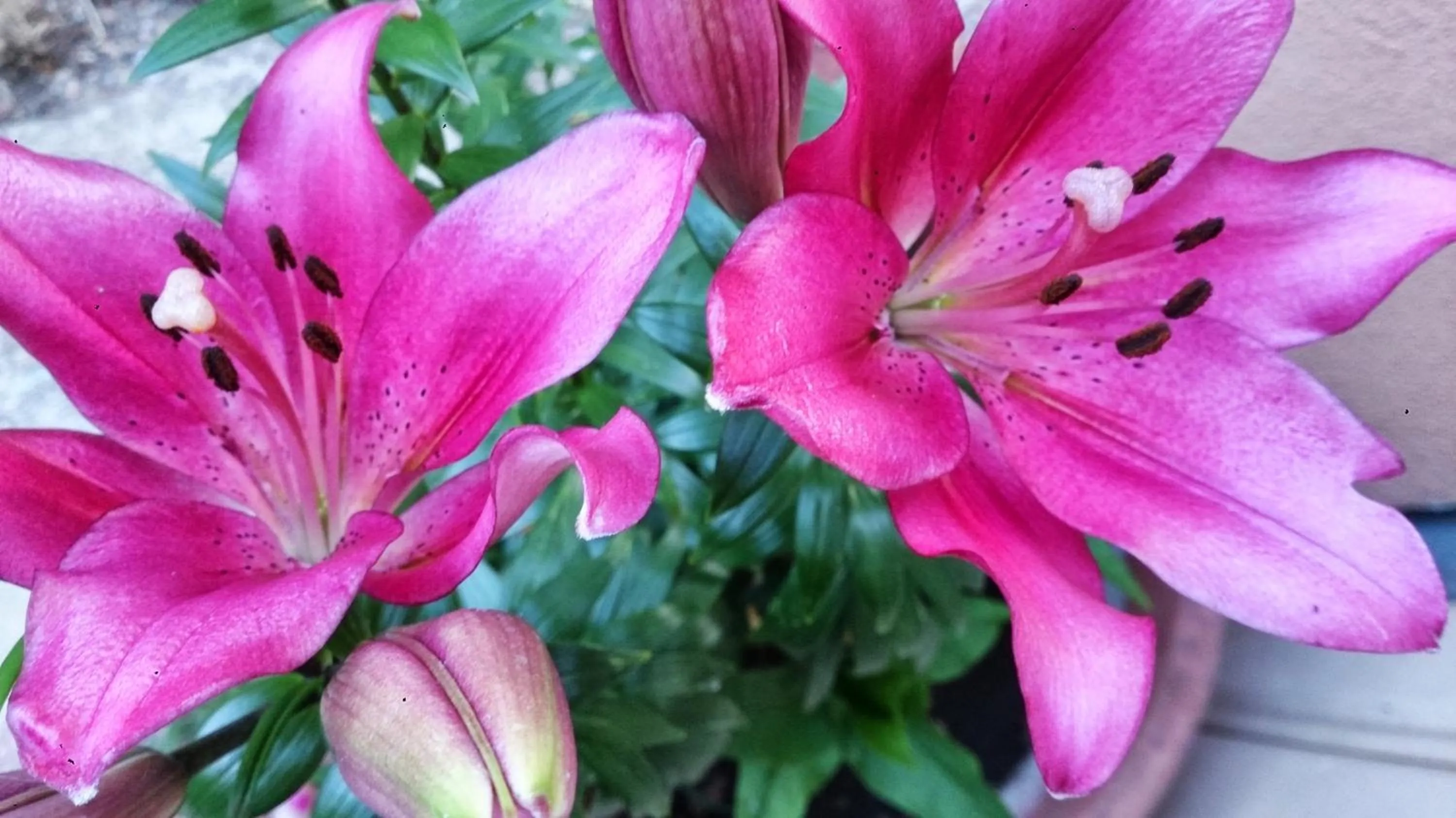 Garden in Hotel Miramonti Seulo Turismo Rurale