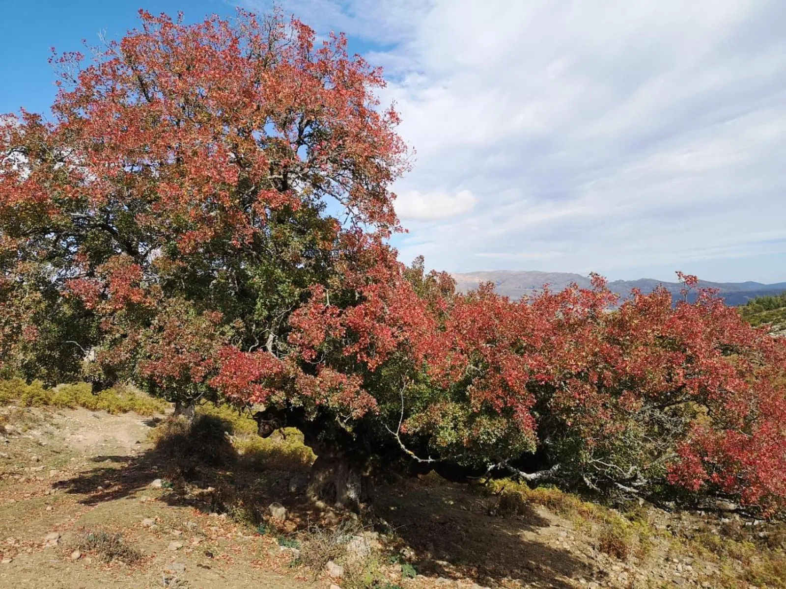 Natural landscape in Hotel Miramonti Seulo Turismo Rurale