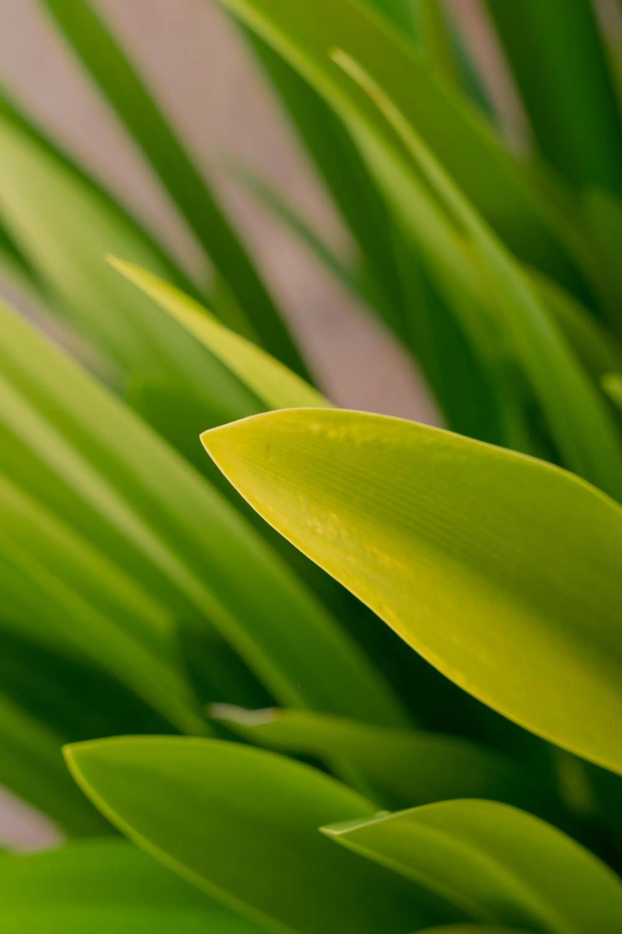 Hotel Kaamú Taganga