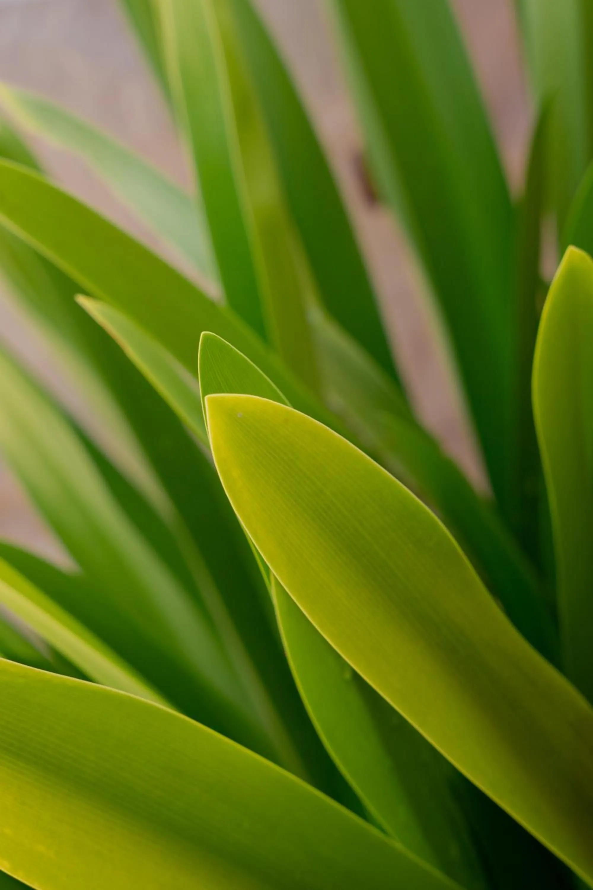 Hotel Kaamú Taganga