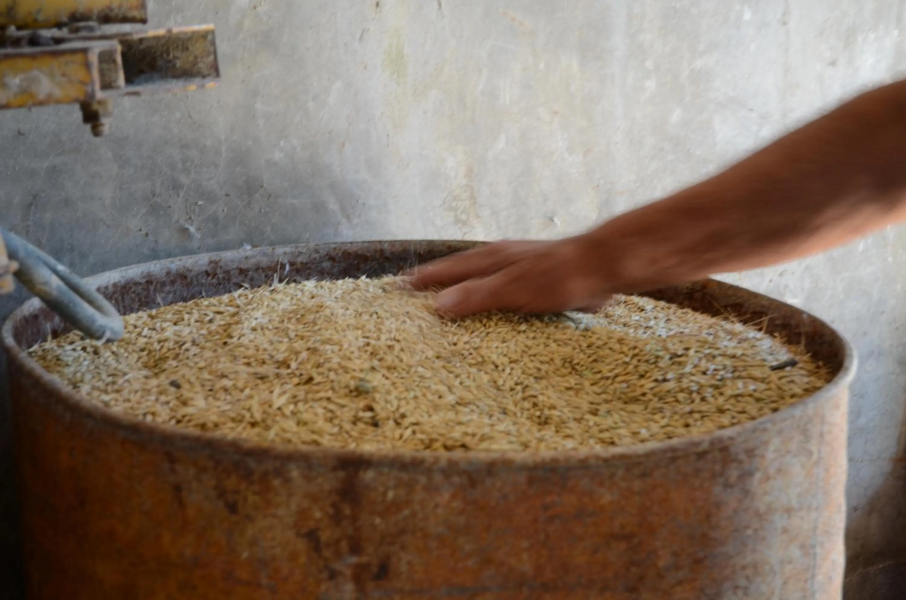 Animals in Il Vecchio Pioppo