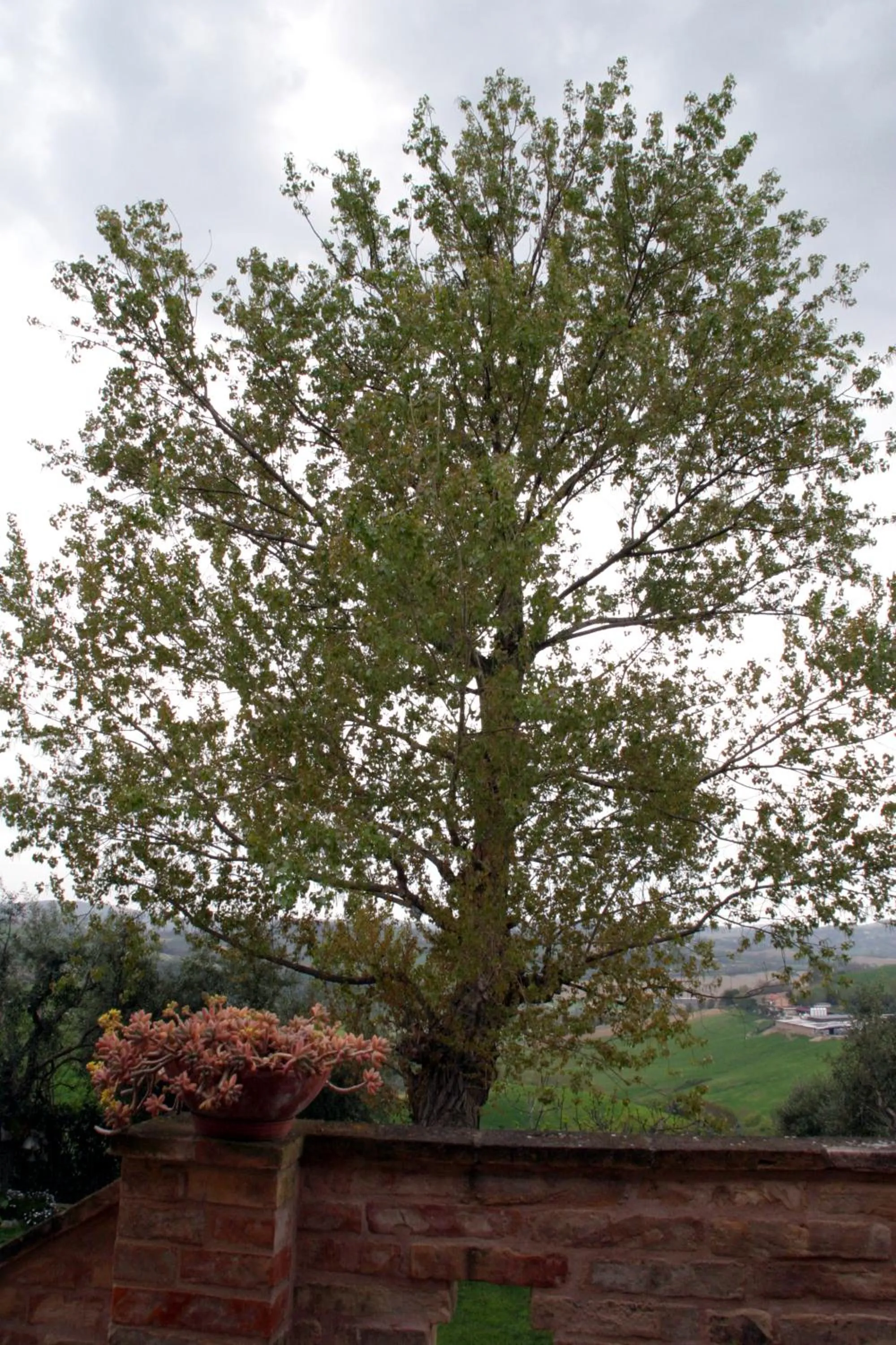 View (from property/room) in Il Vecchio Pioppo