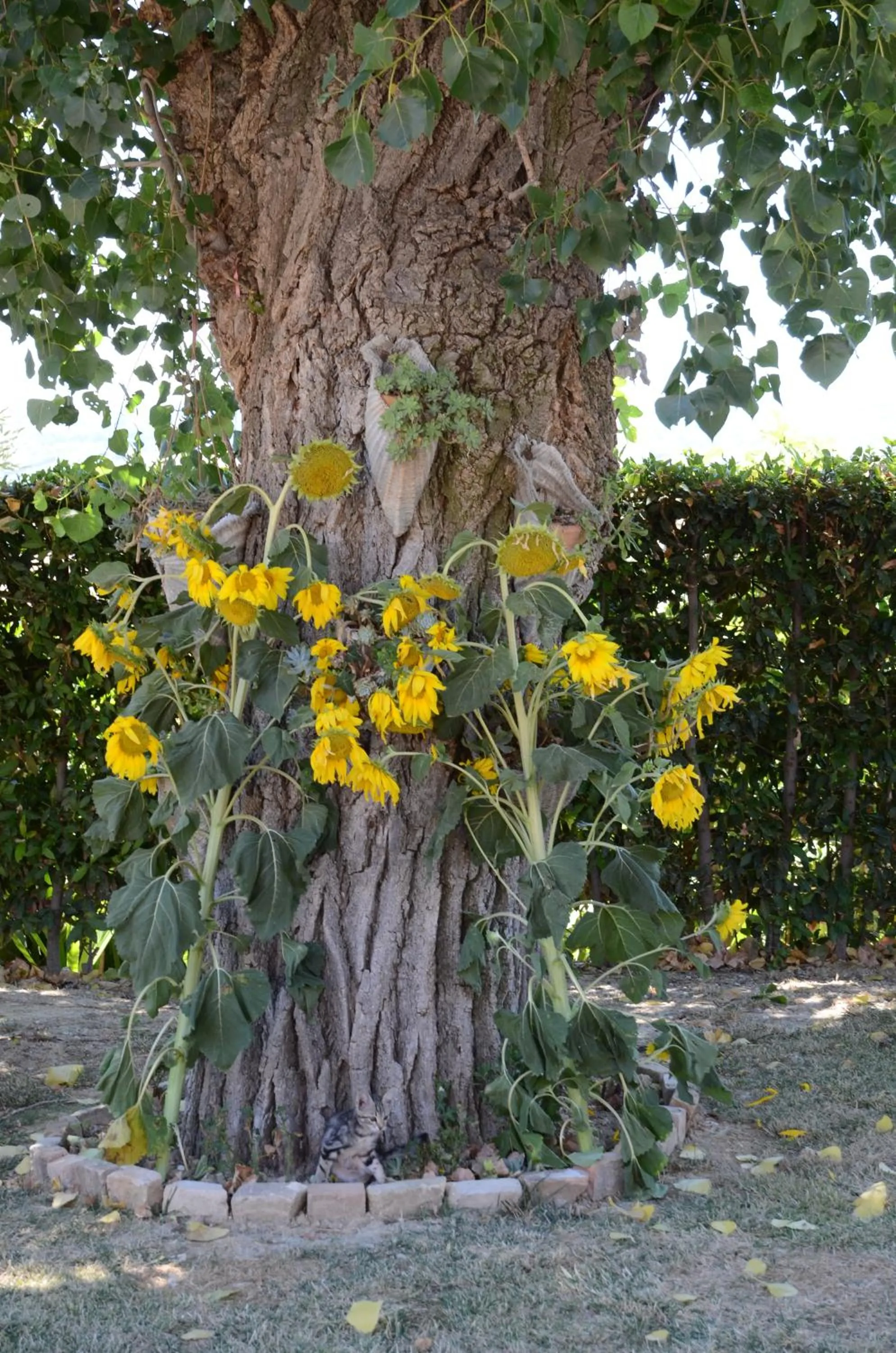 Garden view in Il Vecchio Pioppo