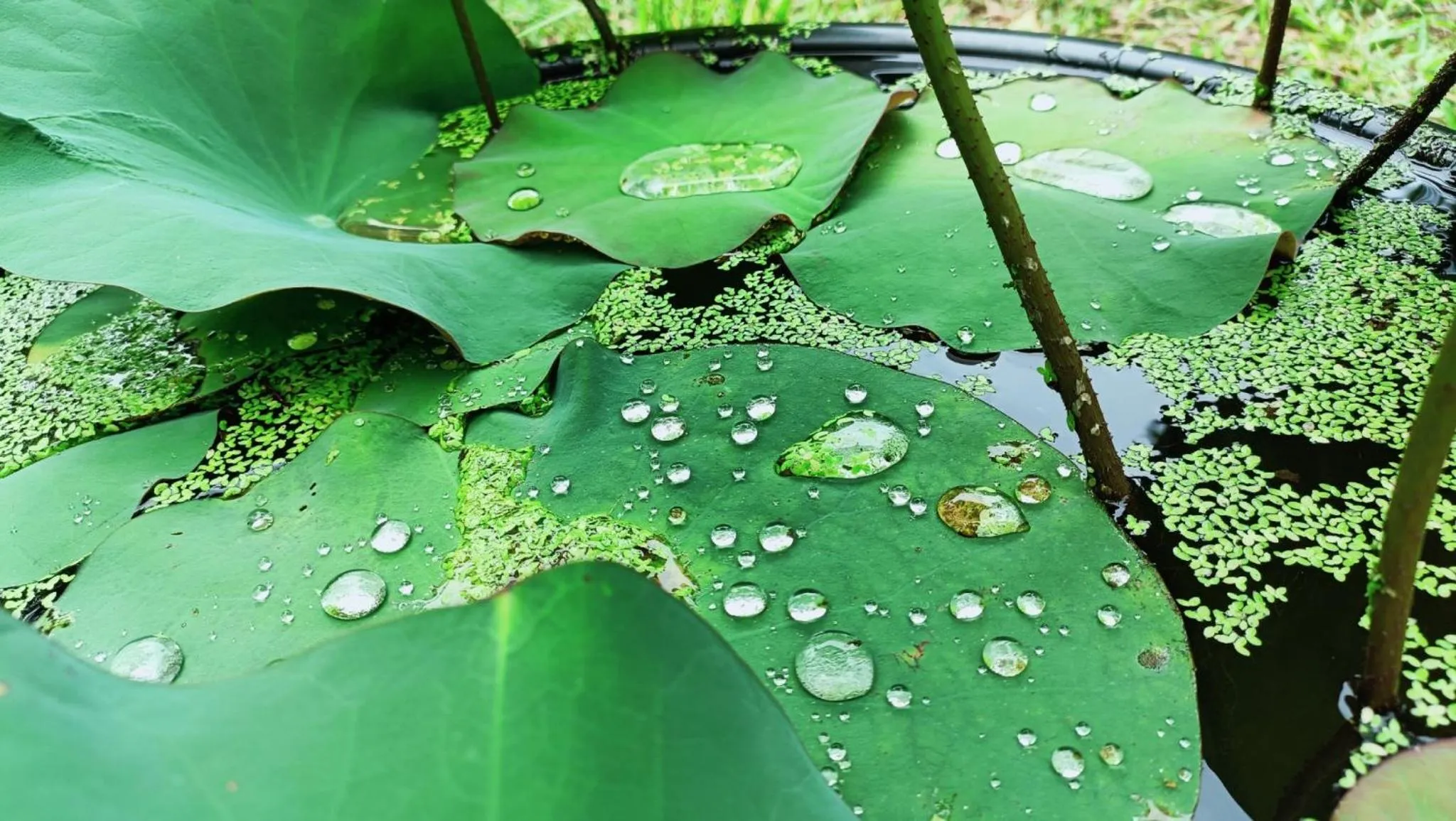 Garden view in Angels' homestay Marari