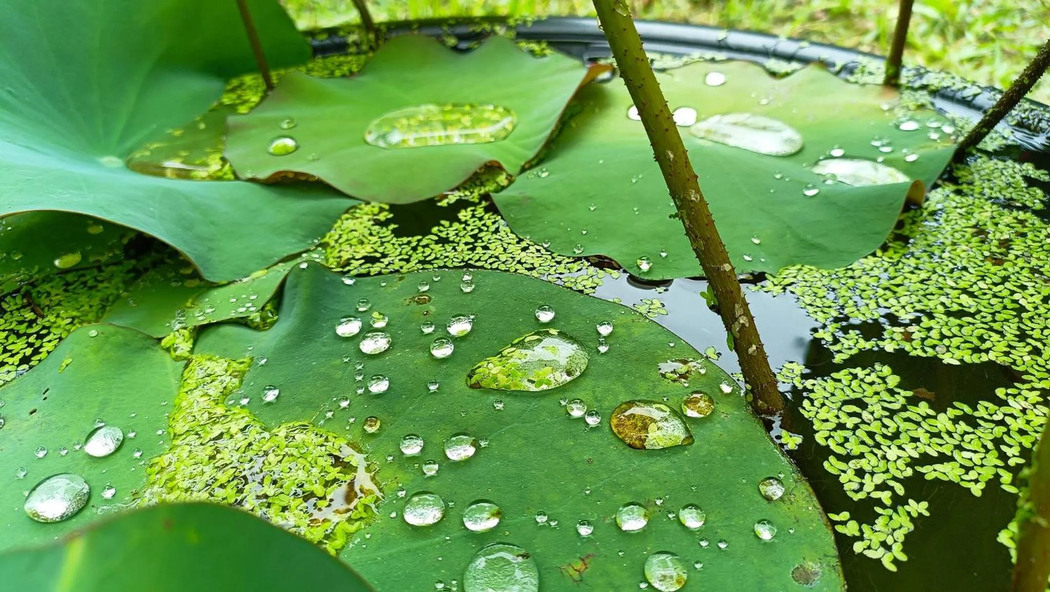 Garden in Angels' homestay Marari
