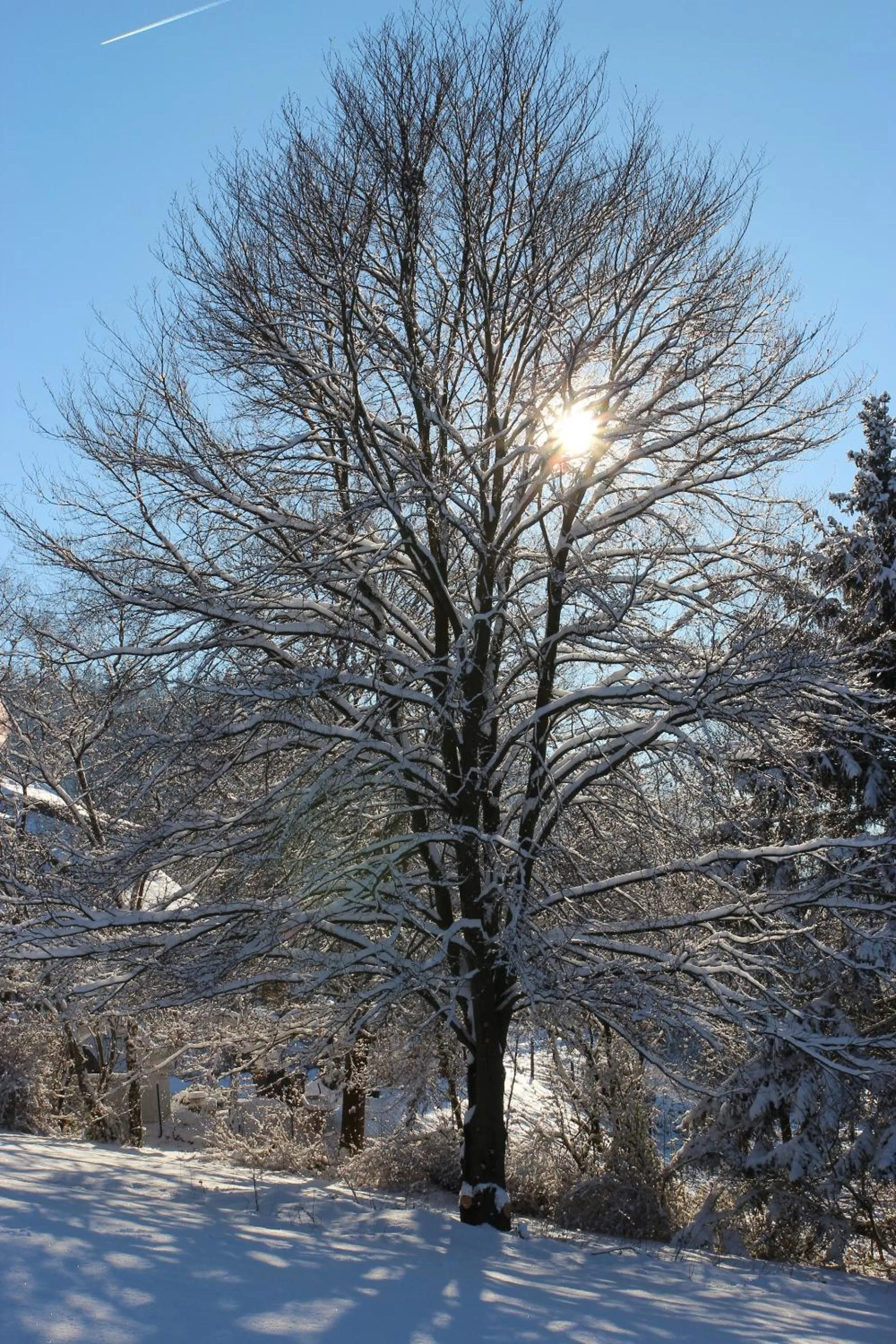 Garden in Villa Schönau