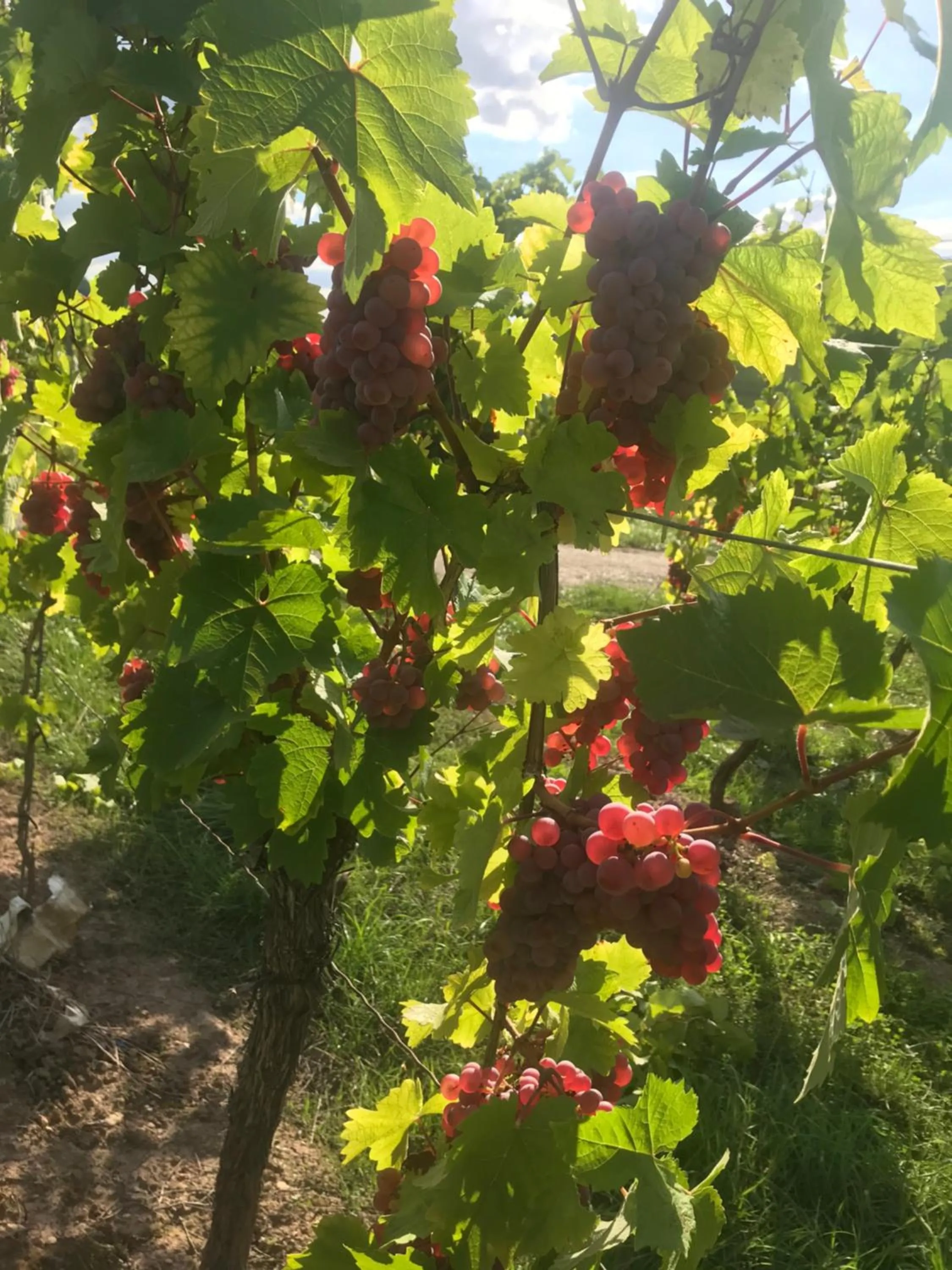 Natural landscape in Gästehaus und Weingut Bernd Frieden