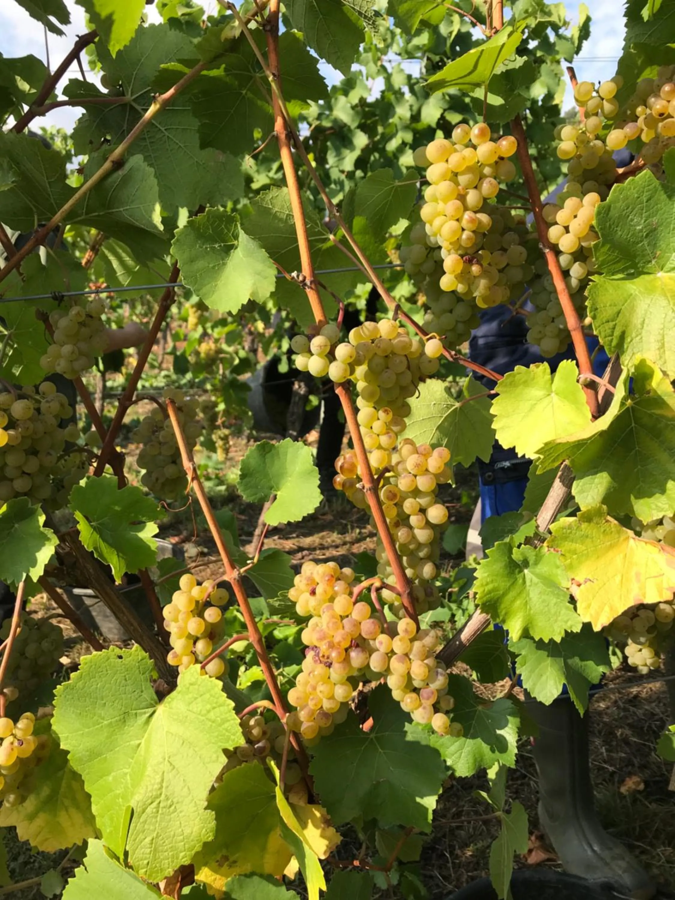 Natural landscape in Gästehaus und Weingut Bernd Frieden
