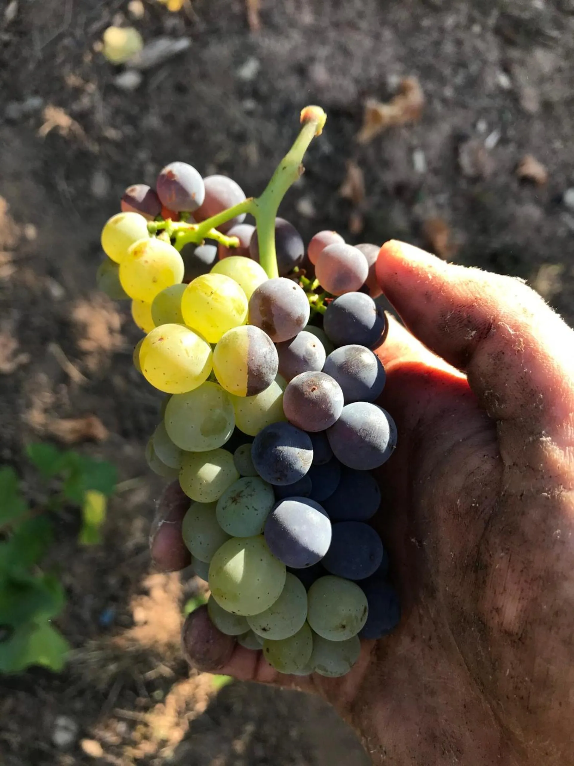 Natural landscape in Gästehaus und Weingut Bernd Frieden