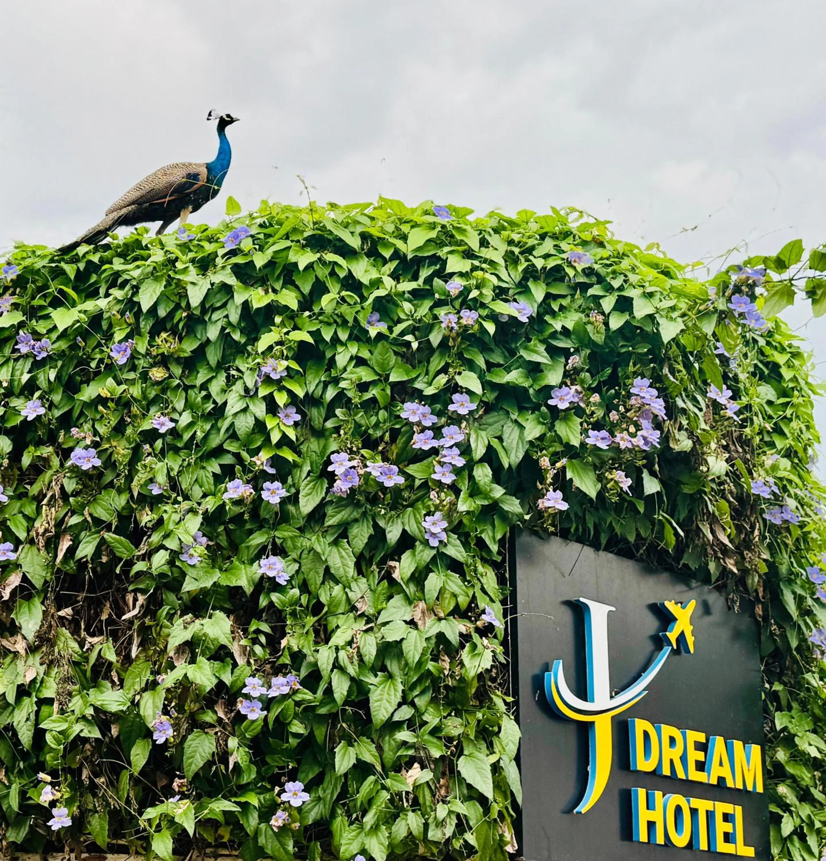 Airport J Dream Resort