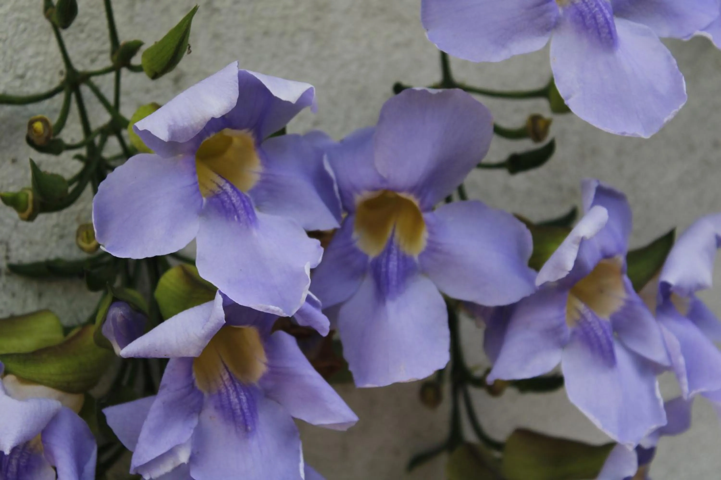 Airport J Dream Resort