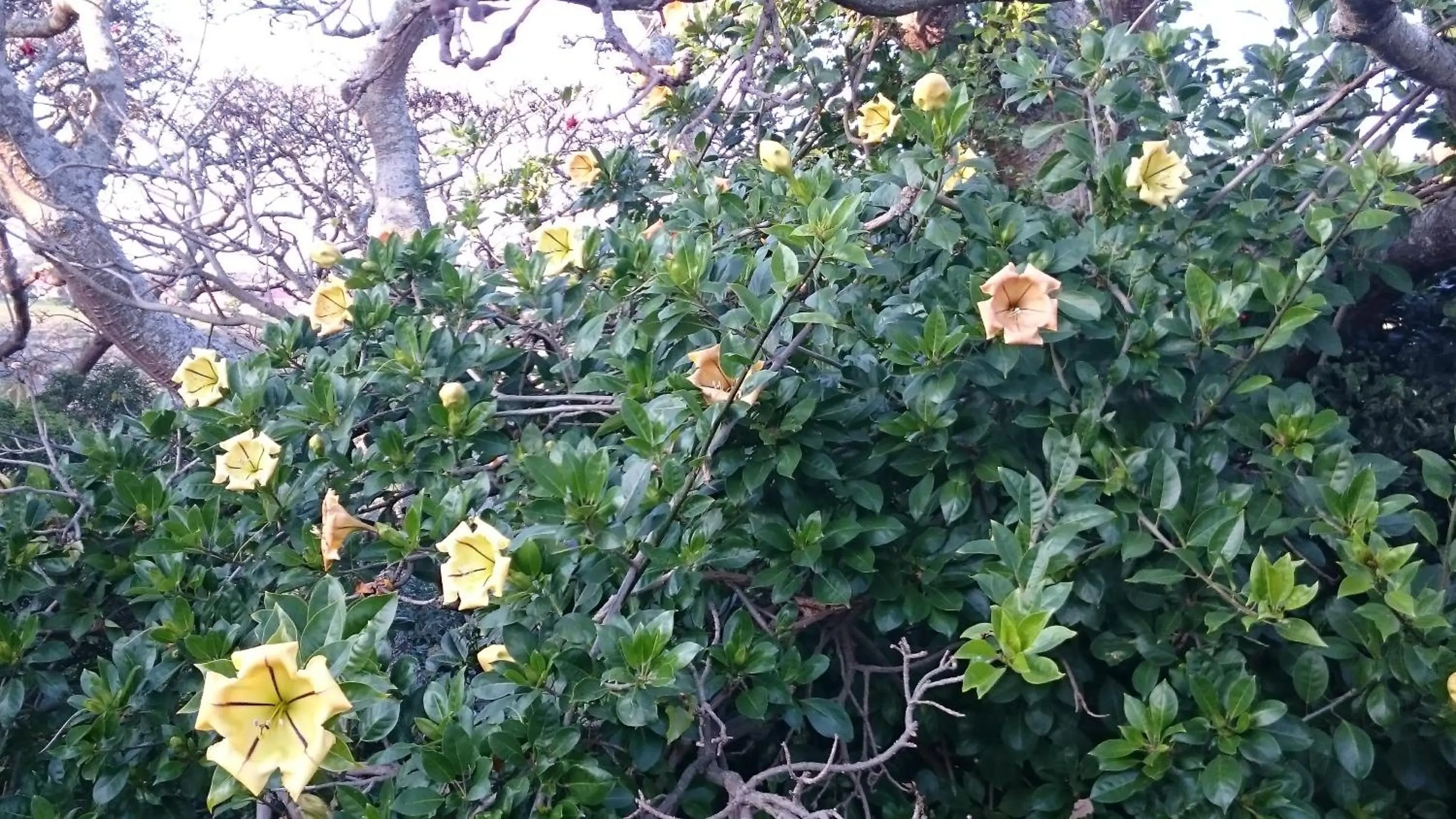 Garden in Valley Guest House