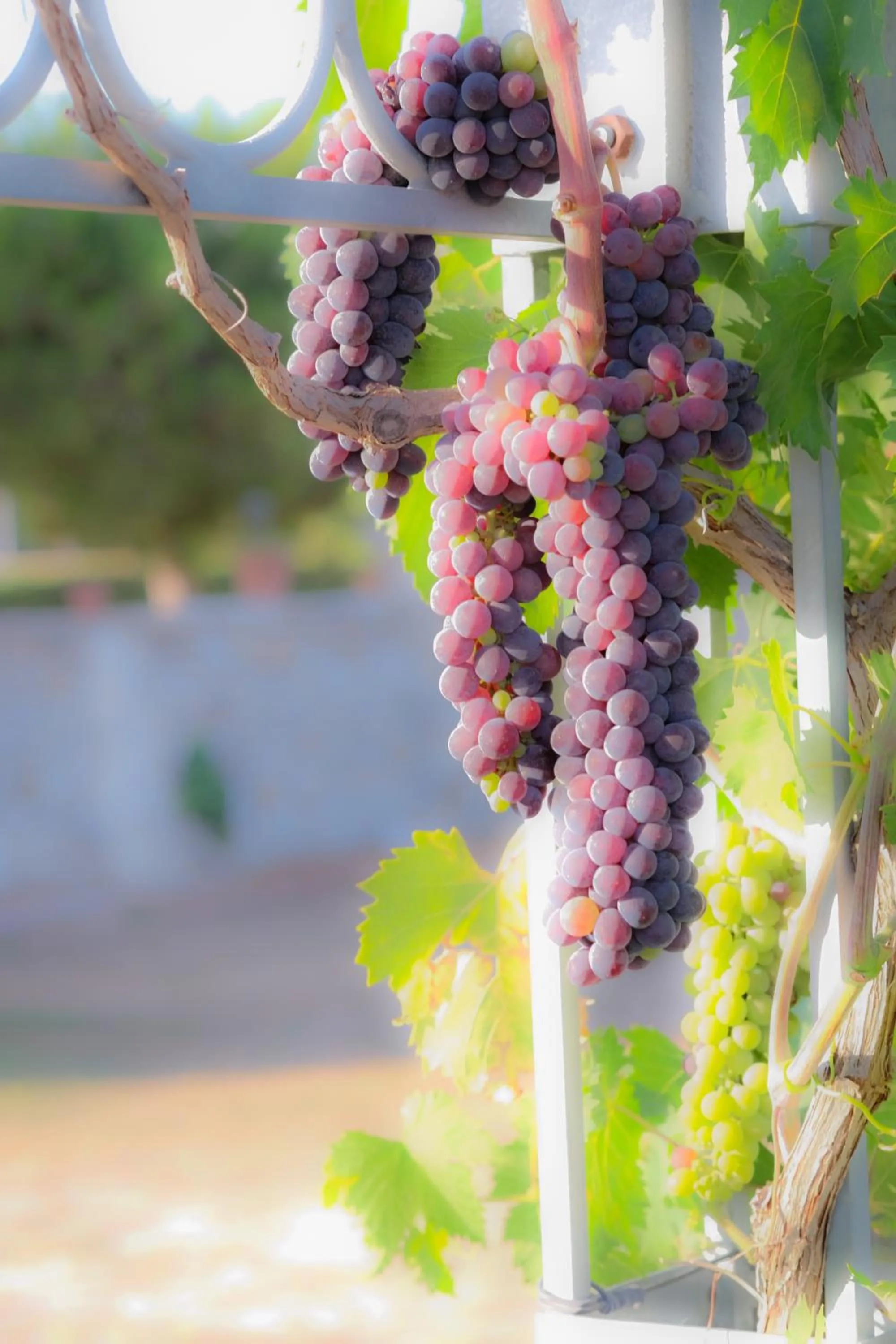 Activities in Agriturismo Il Megalite