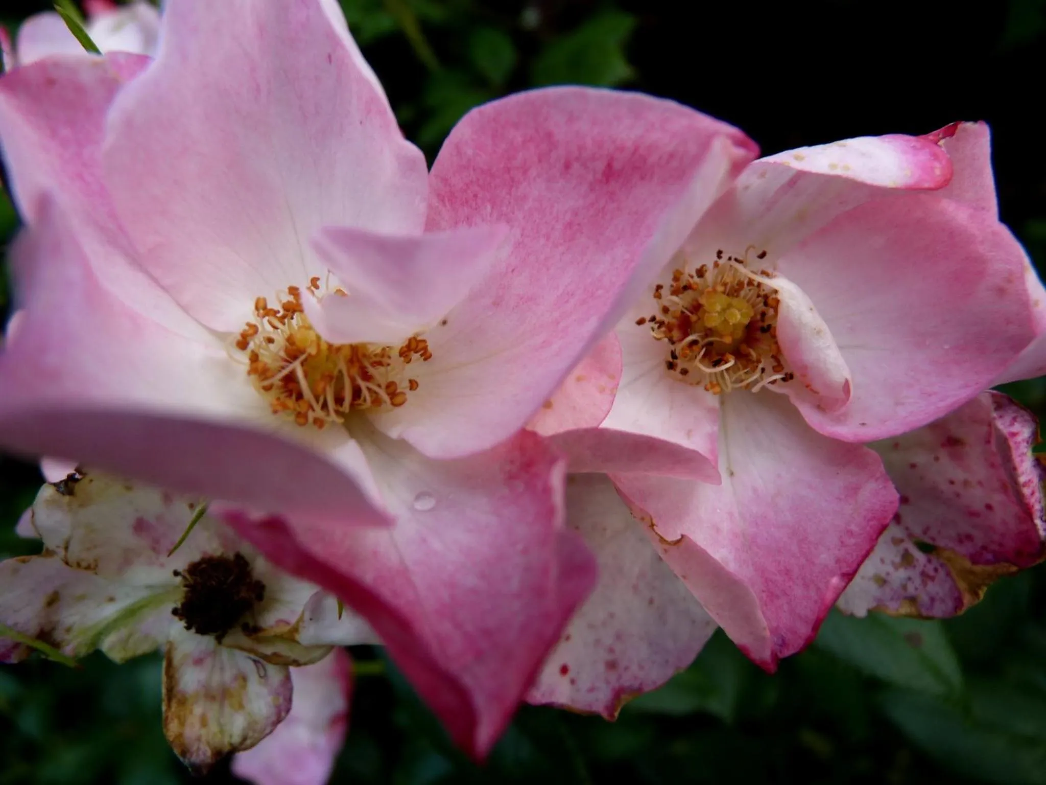 Garden in Selatuinen
