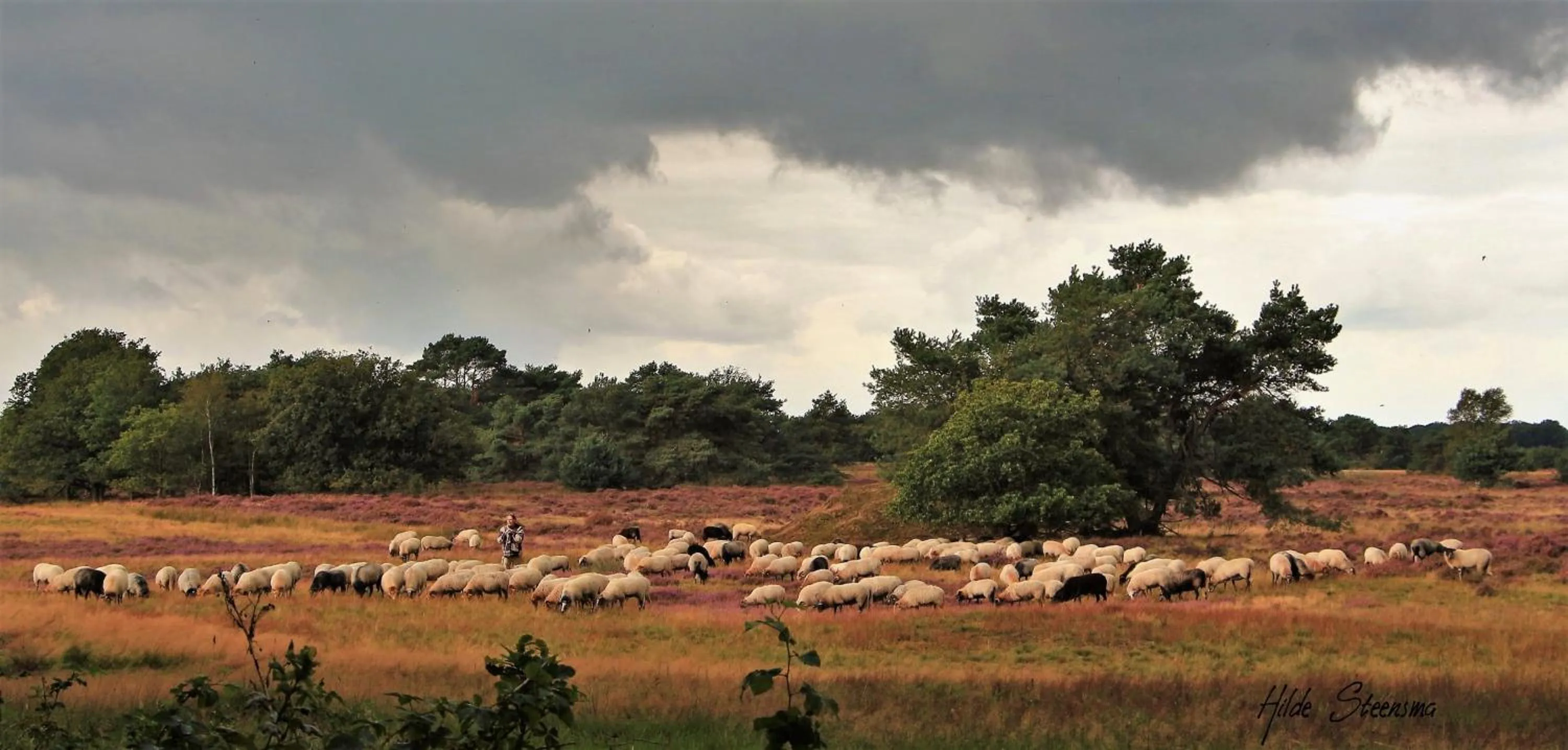 Natural landscape in Selatuinen