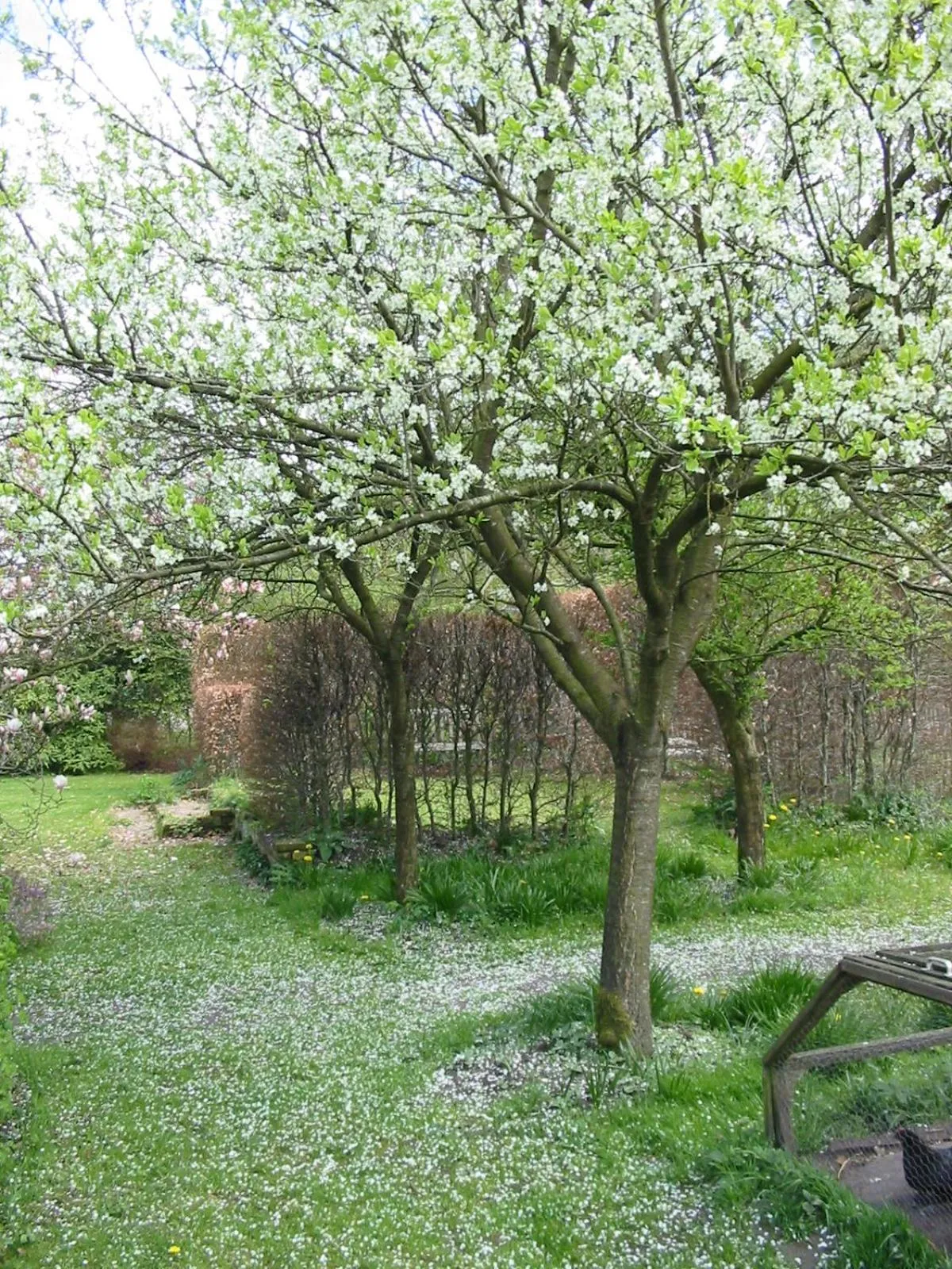 Spring in Selatuinen