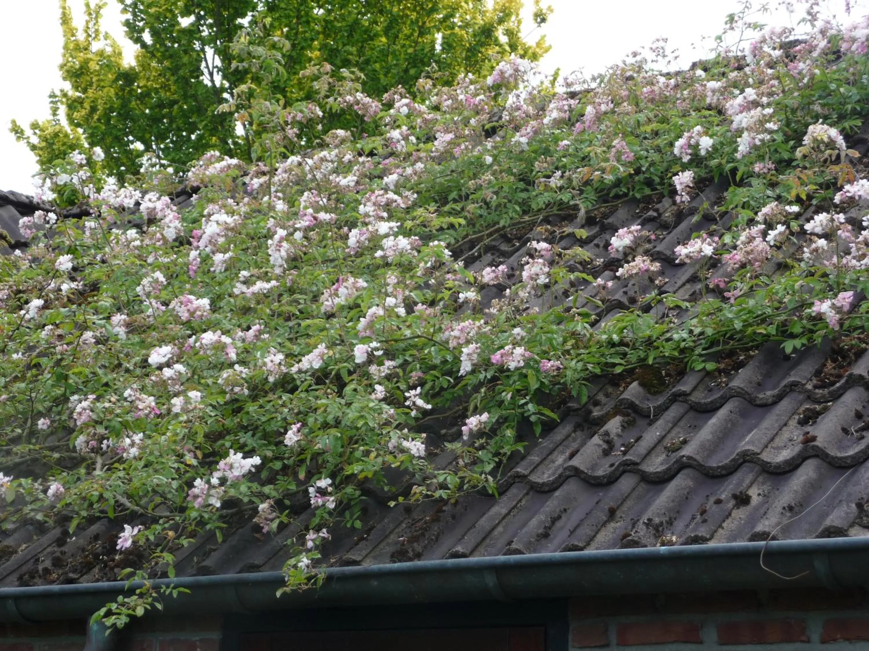 Garden in Selatuinen