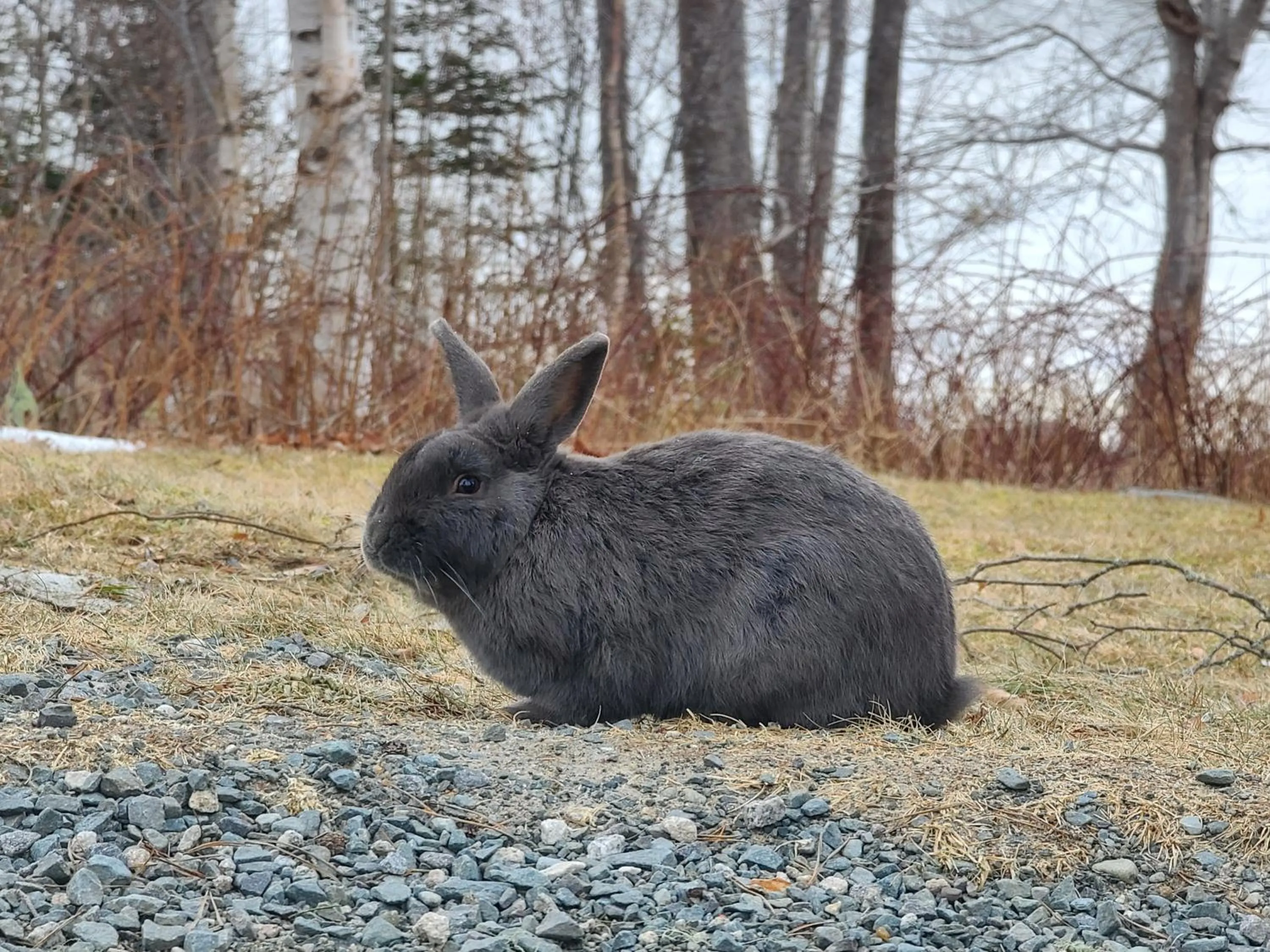 Animals in White Point Beach Resort