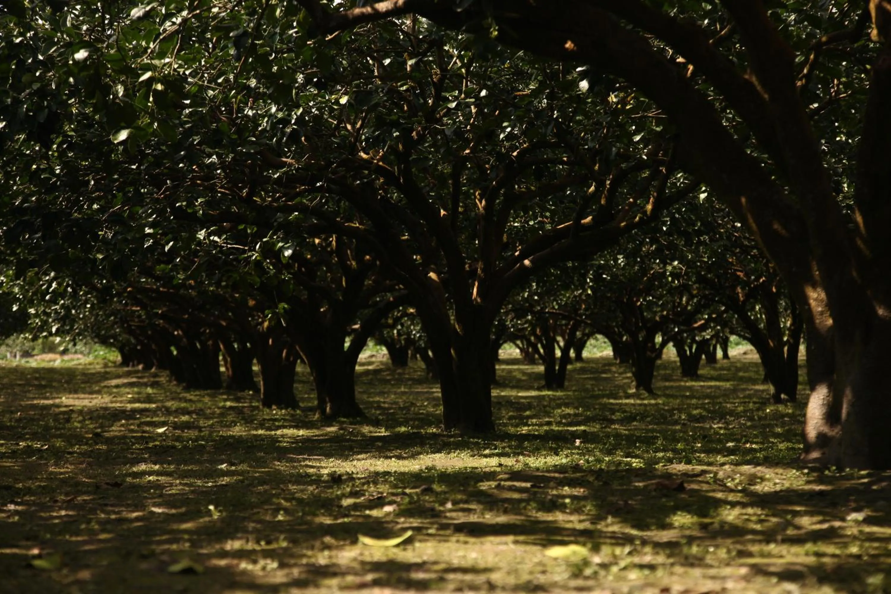 Garden view in Countryside B&B