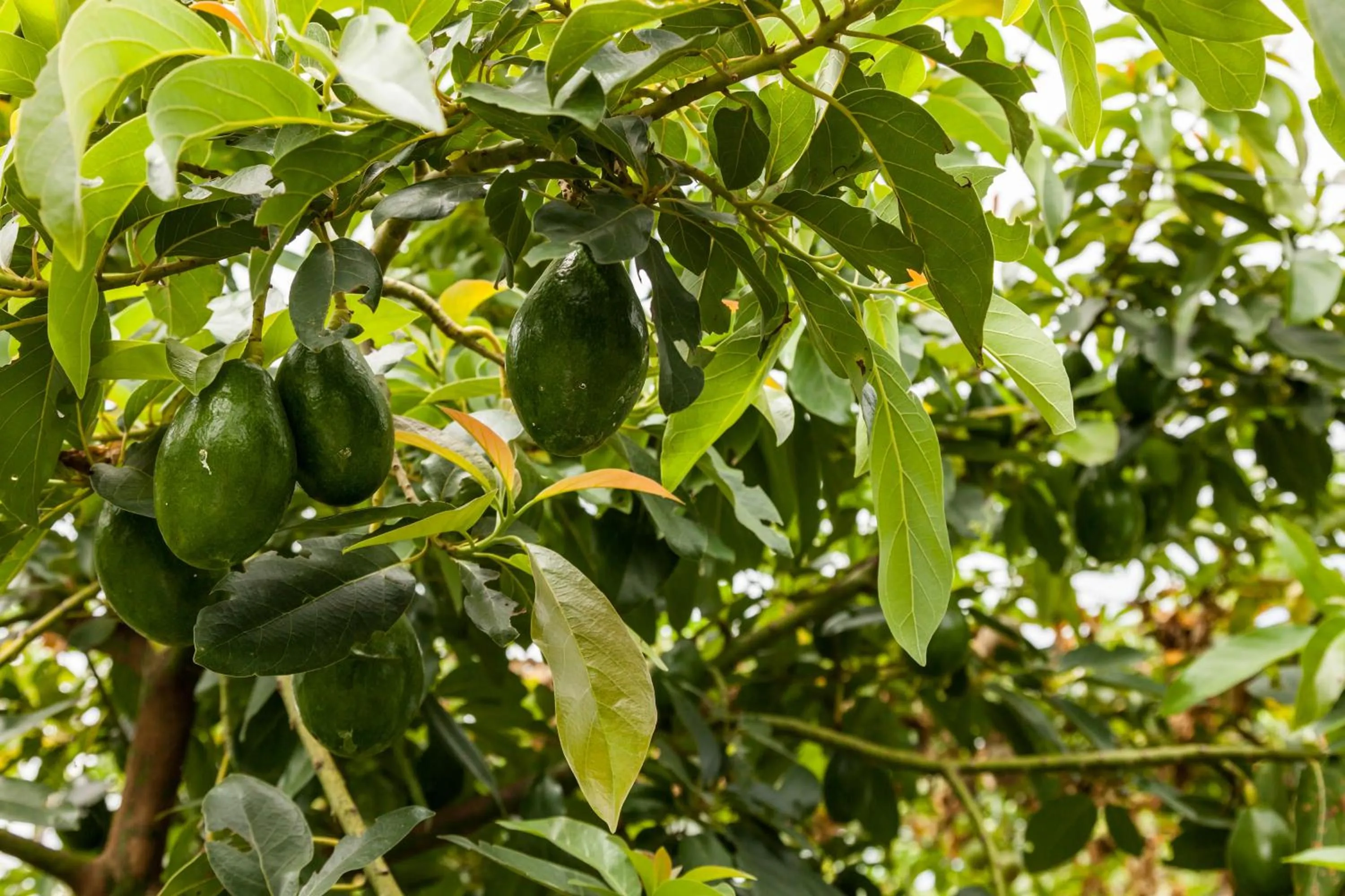 Garden in Countryside B&B