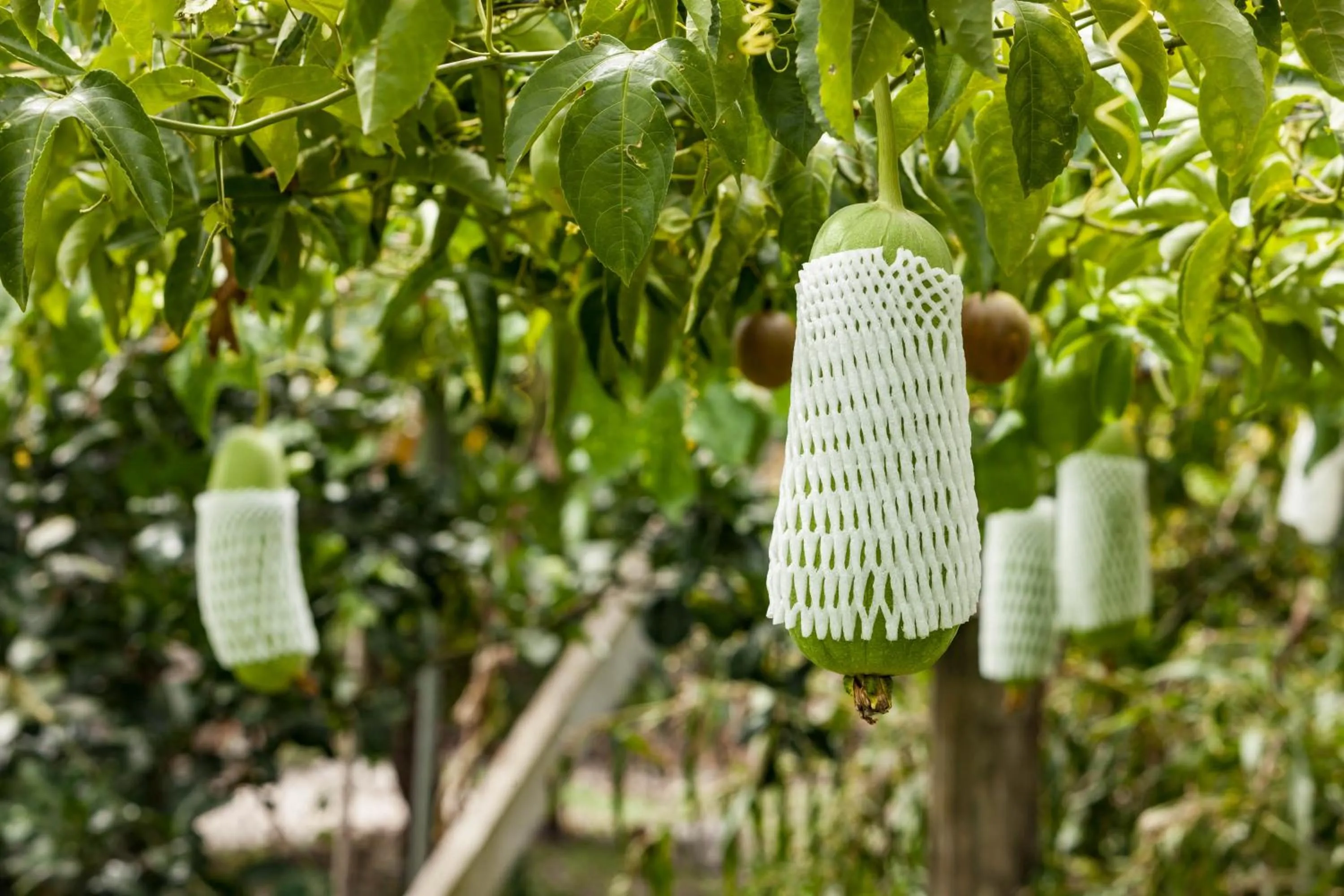 Garden in Countryside B&B