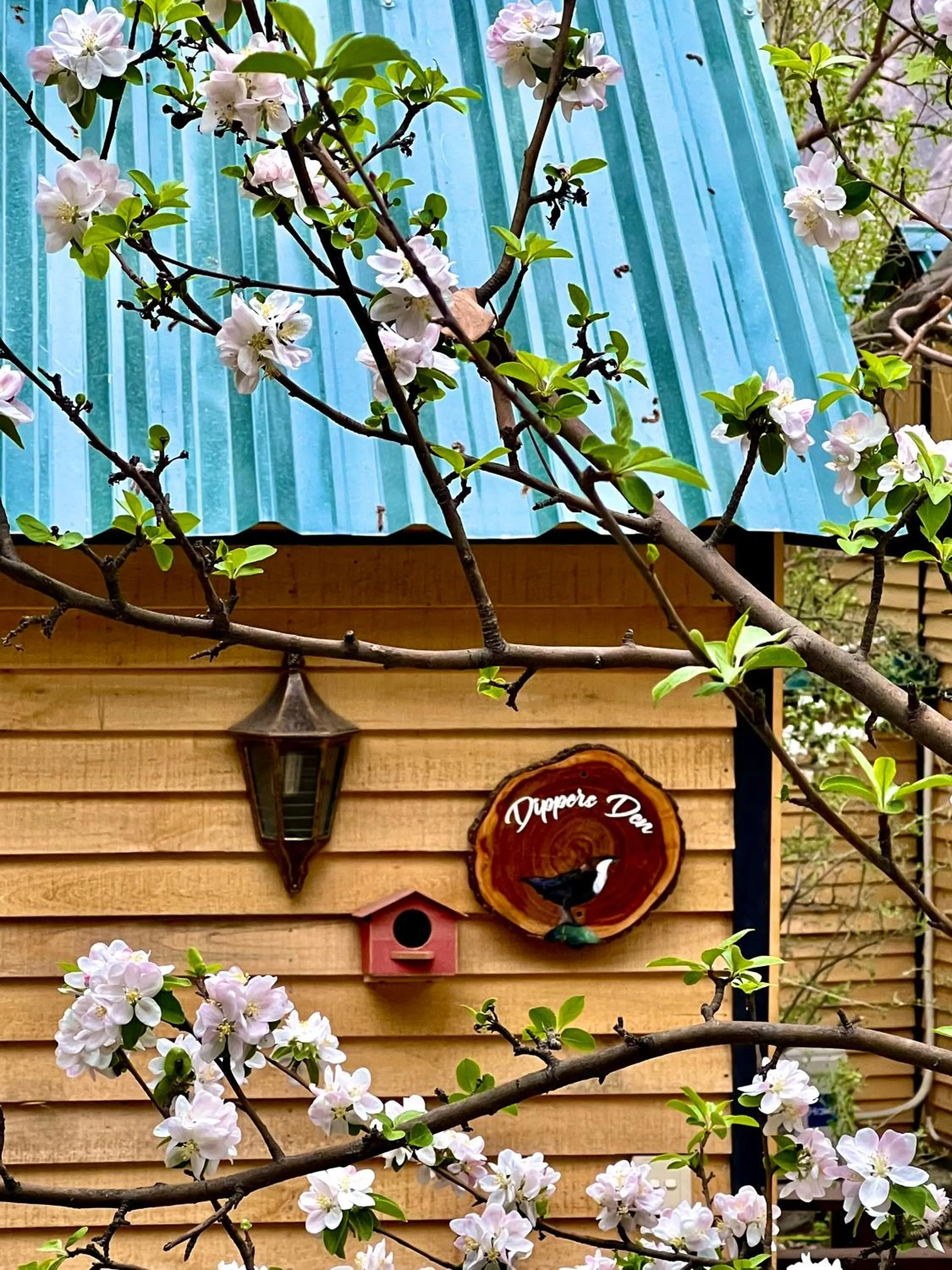 Spring in The 2 Magpies, Hunza