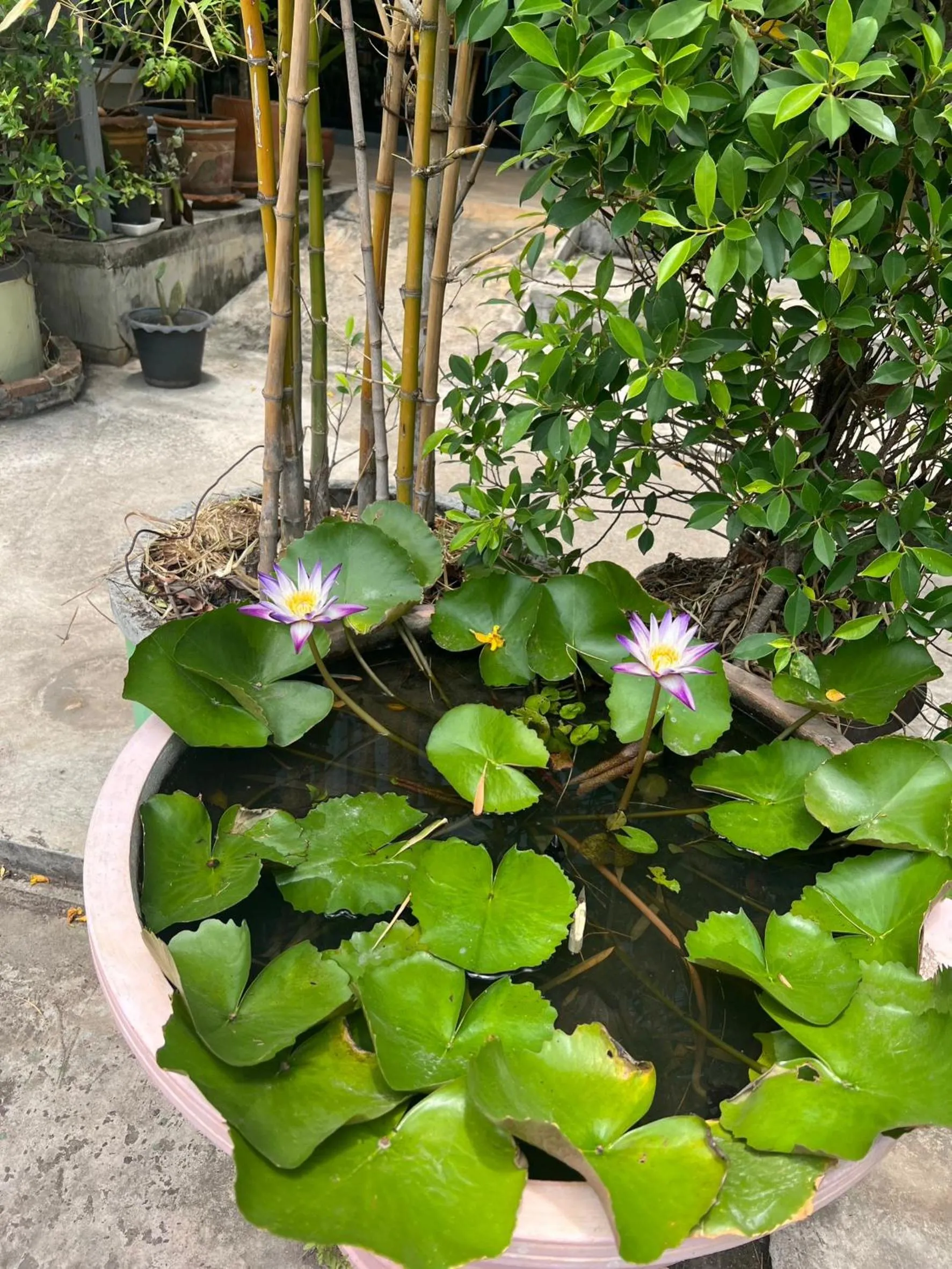 Spring in V Tharm Hotel