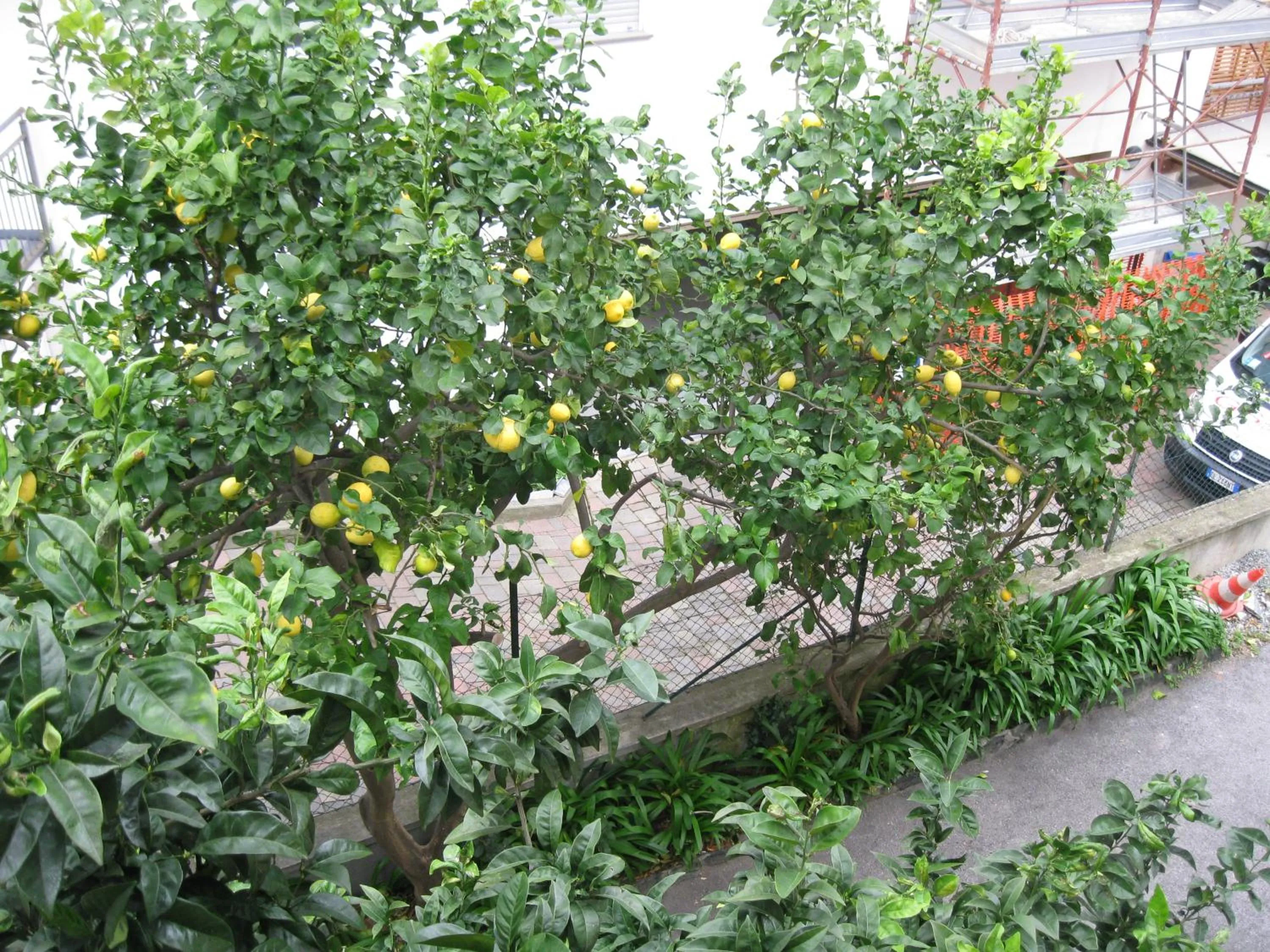 Garden view in Hotel Acqua Marina