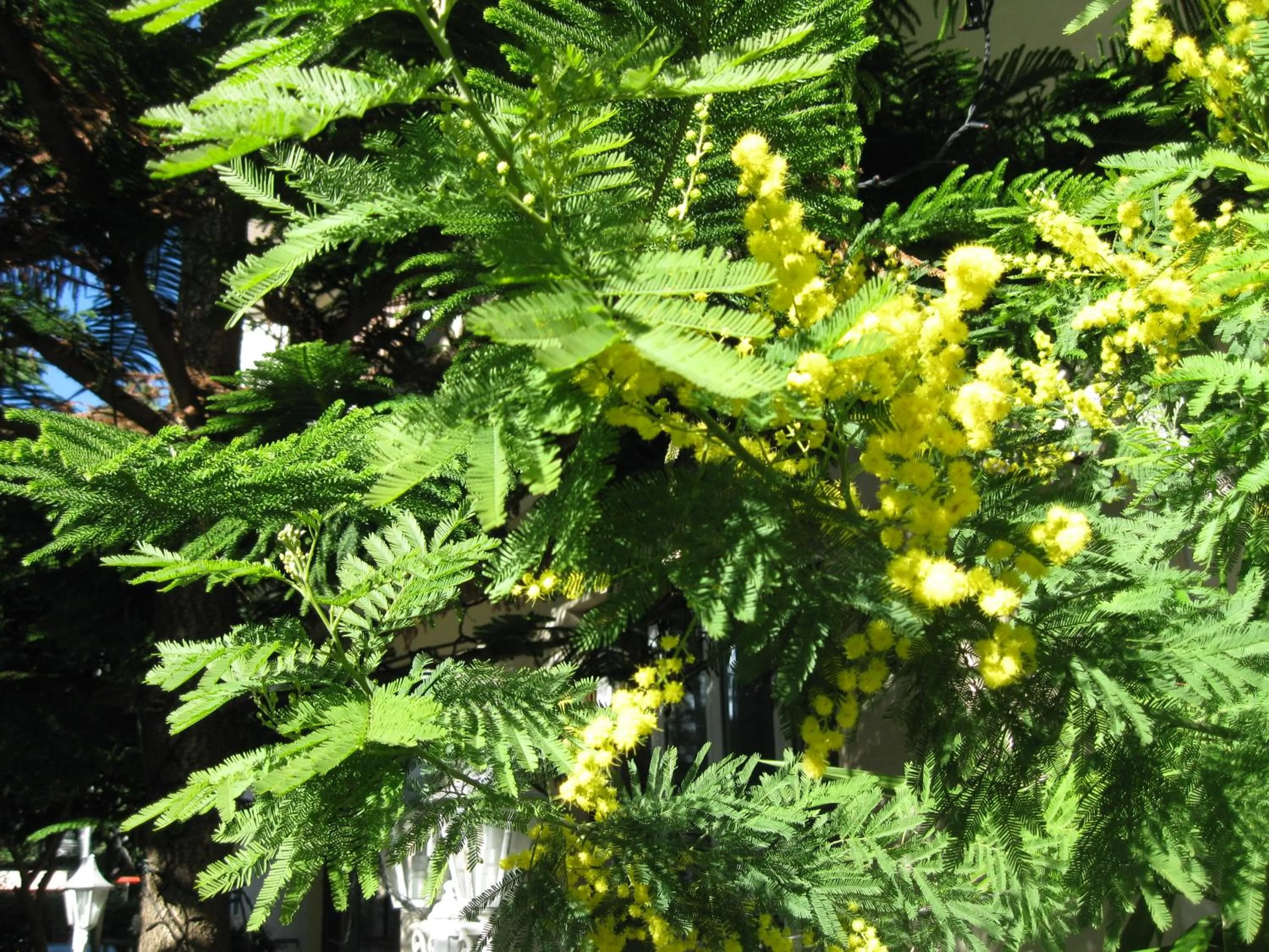 Garden in Hotel Acqua Marina