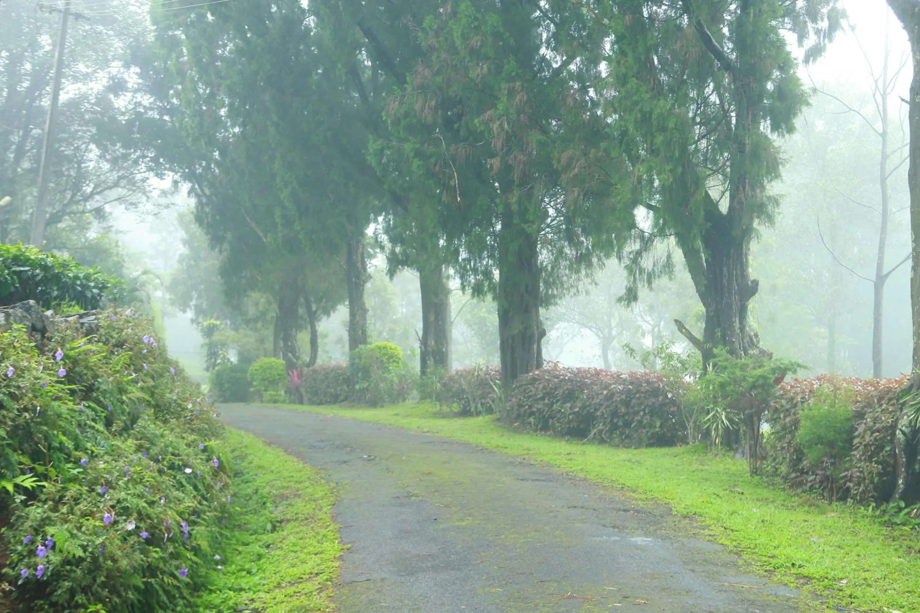 Natural landscape in Misty Mountain Experience