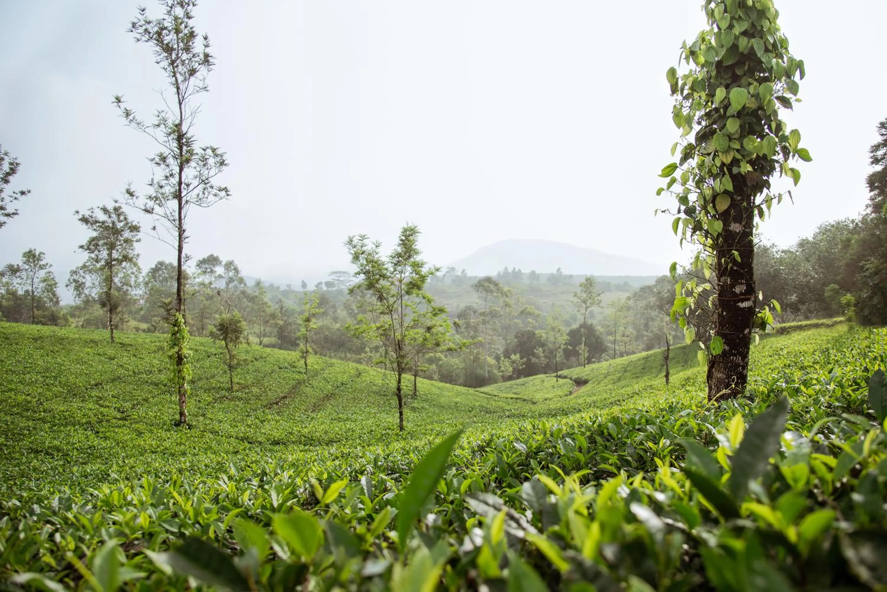 Natural landscape in Misty Mountain Experience