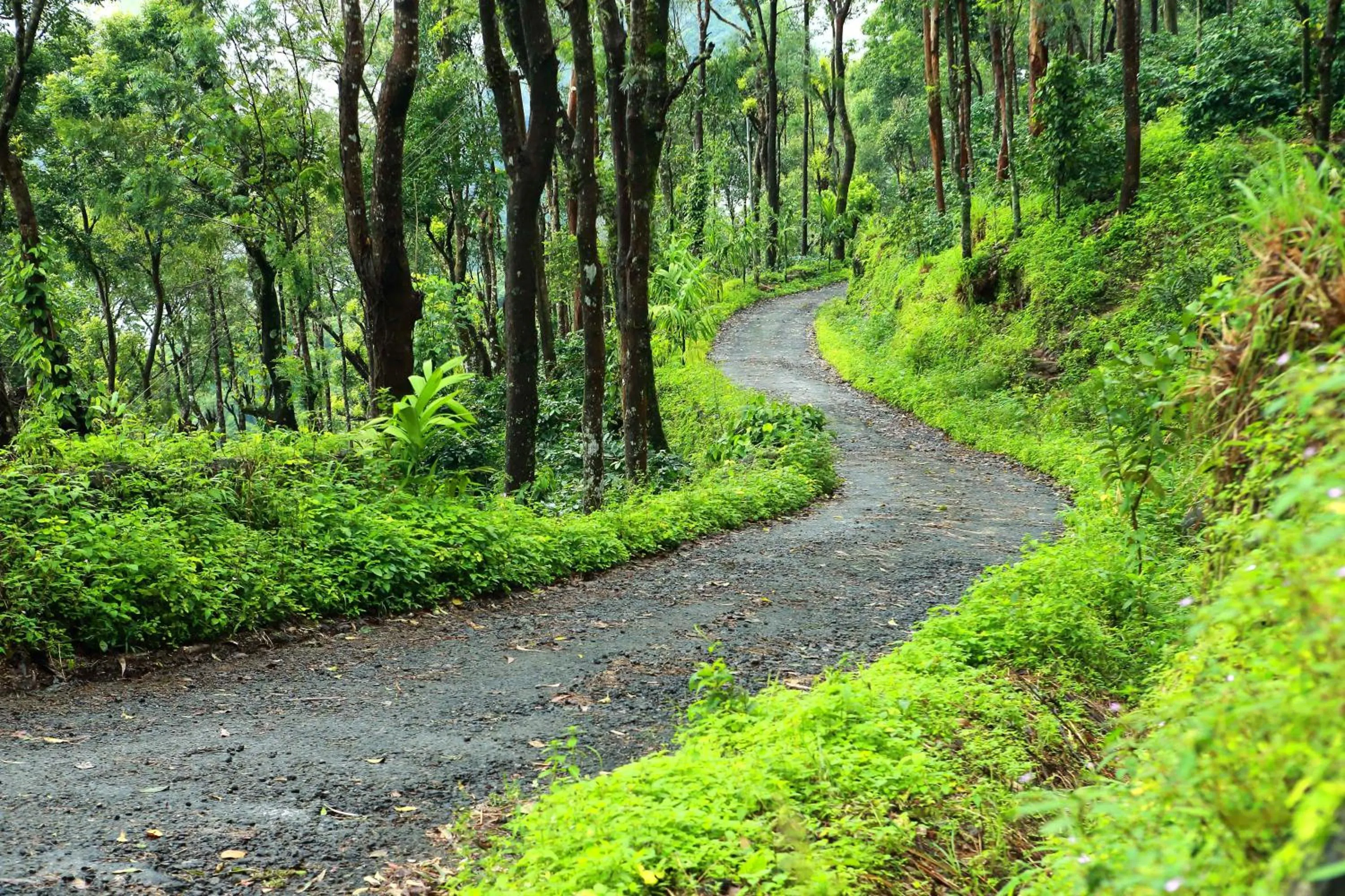 Hiking in Misty Mountain Experience