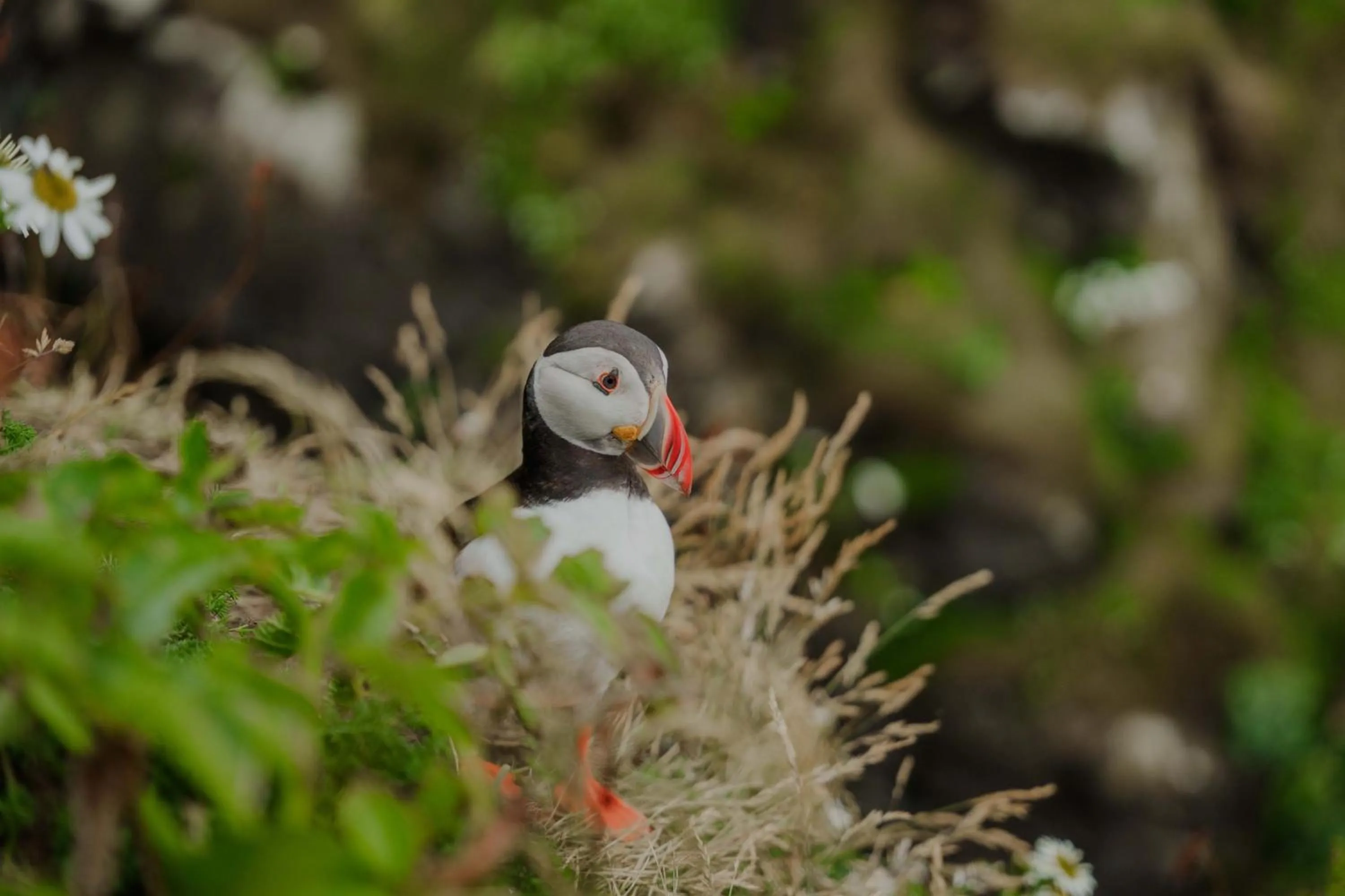 Natural landscape in Isle Of Mull Hotel and Spa