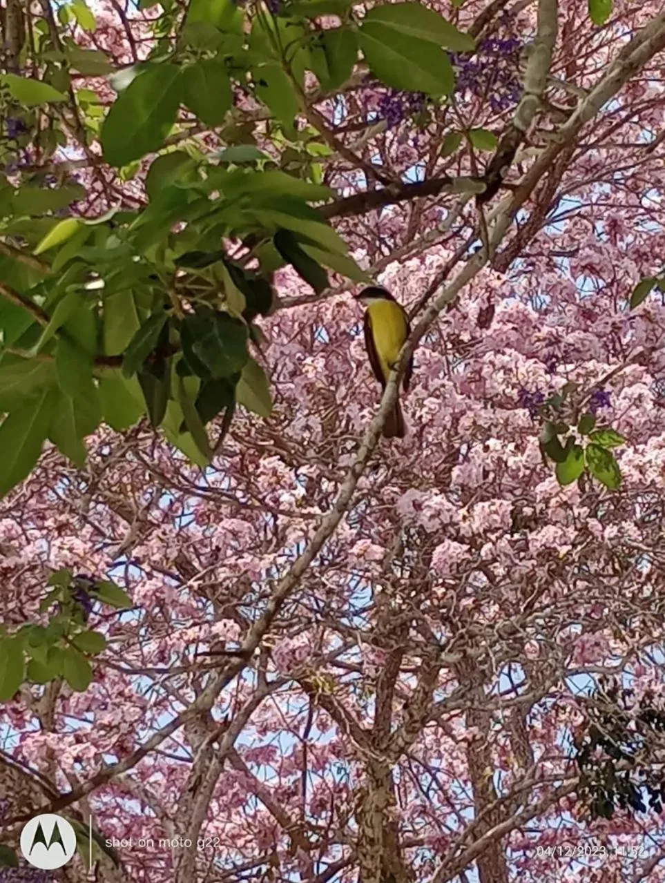 Spring in hotel villas chicanna