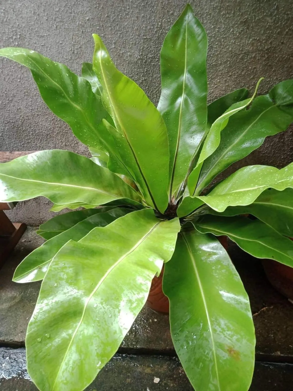 Garden in Burgos Hub Hostel