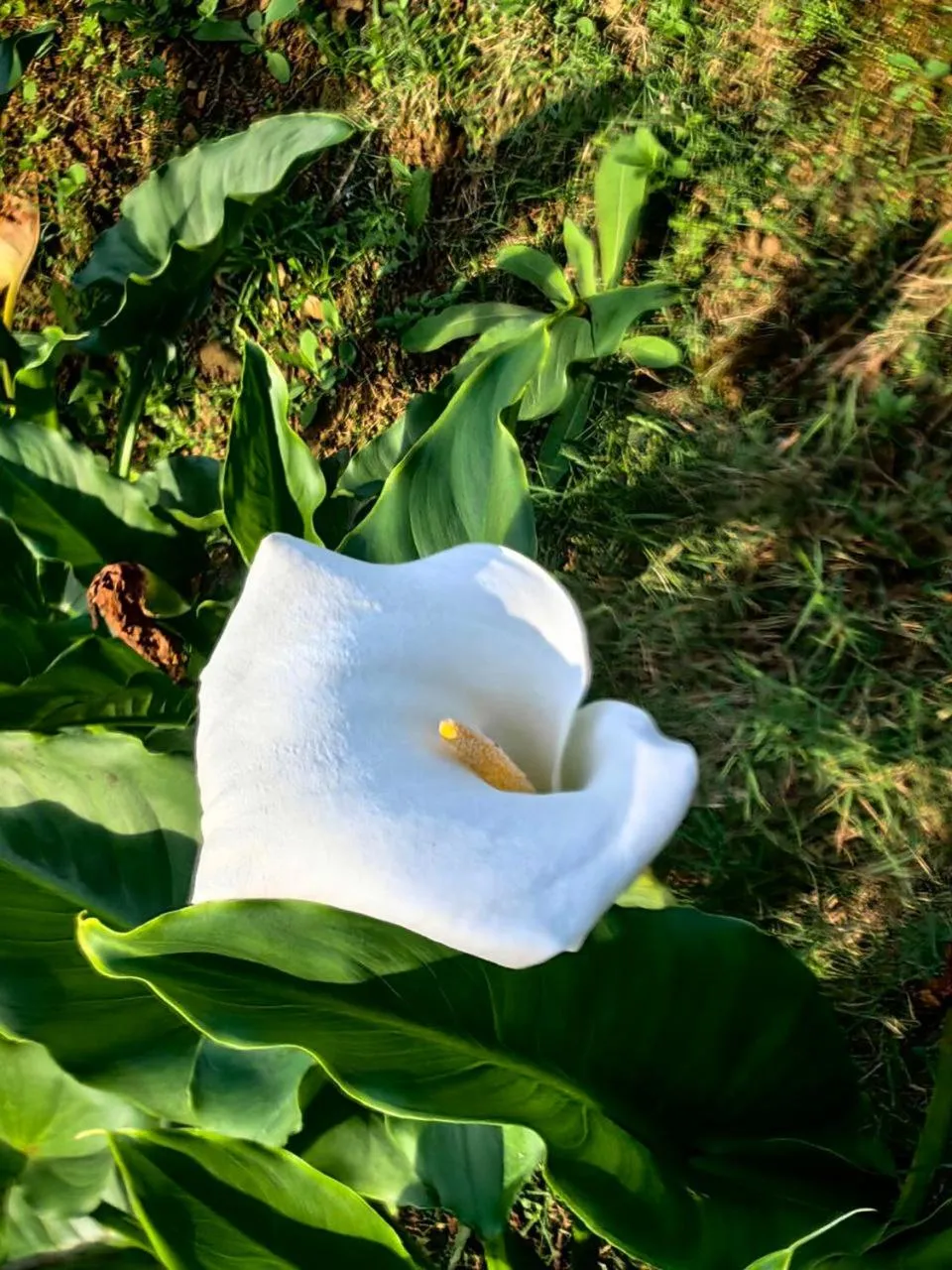 Garden in KUNDASANG MOUNT GARDEN