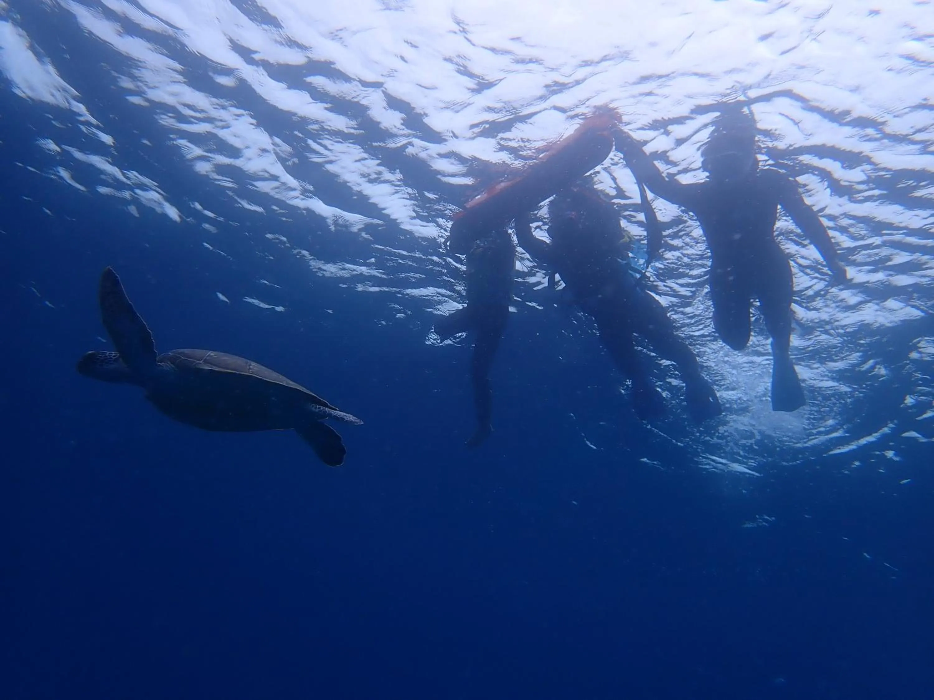 Snorkeling in Cottage Do