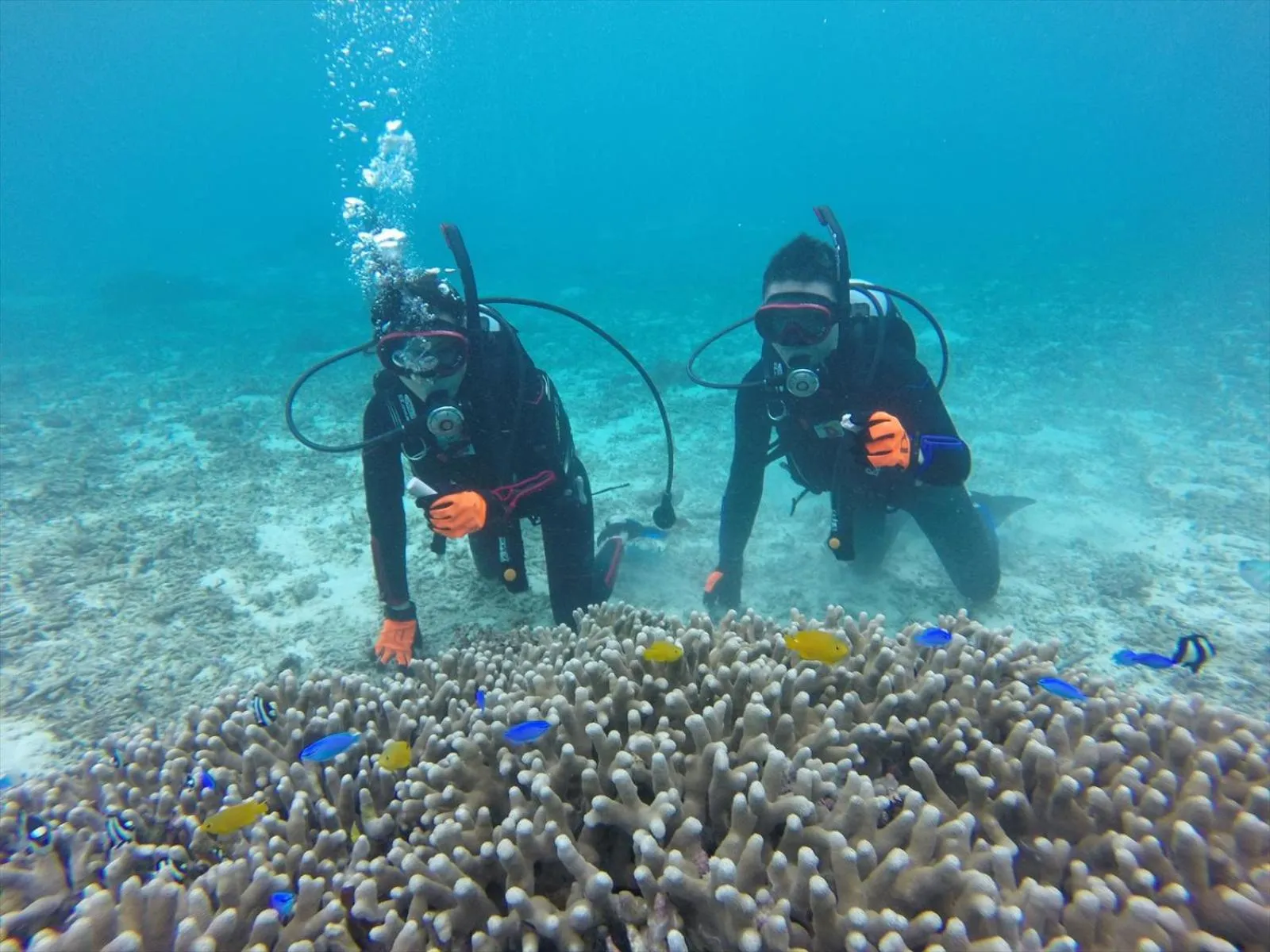 Diving in Cottage Do