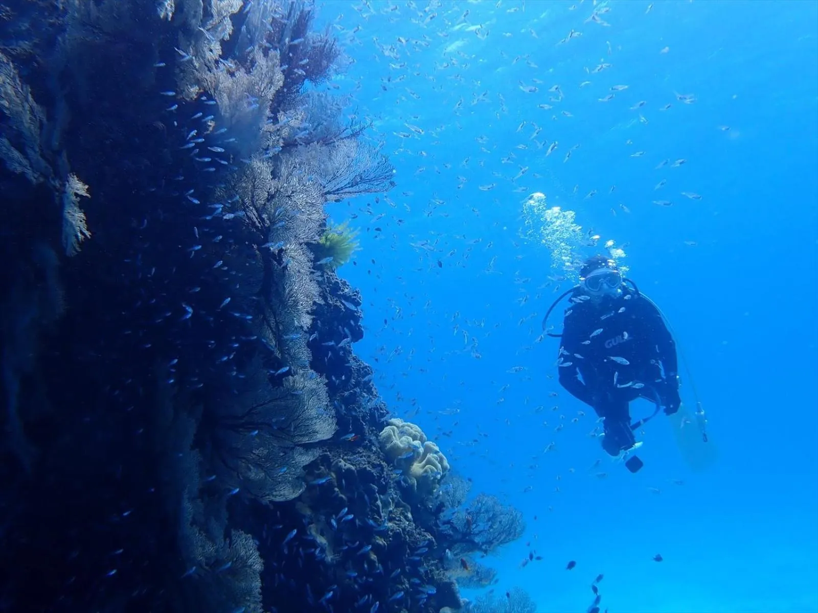 Diving in Cottage Do