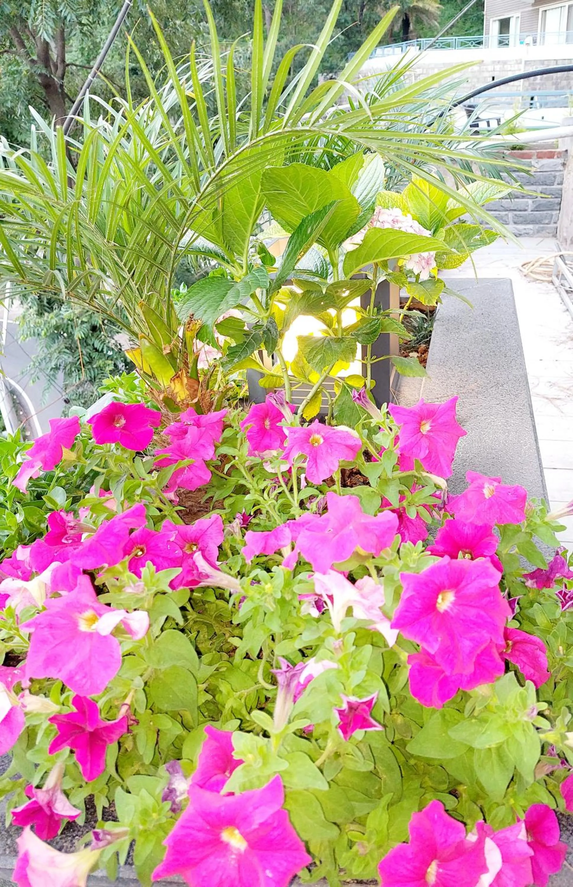Garden view in OREN Kasauli