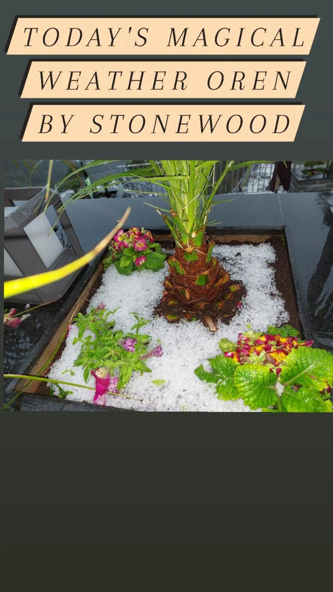 Garden in OREN Kasauli