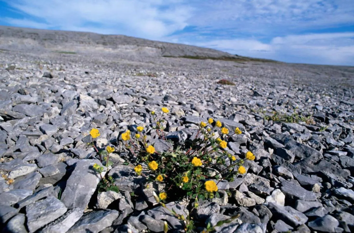 Natural landscape in Burnt Cape Cabins