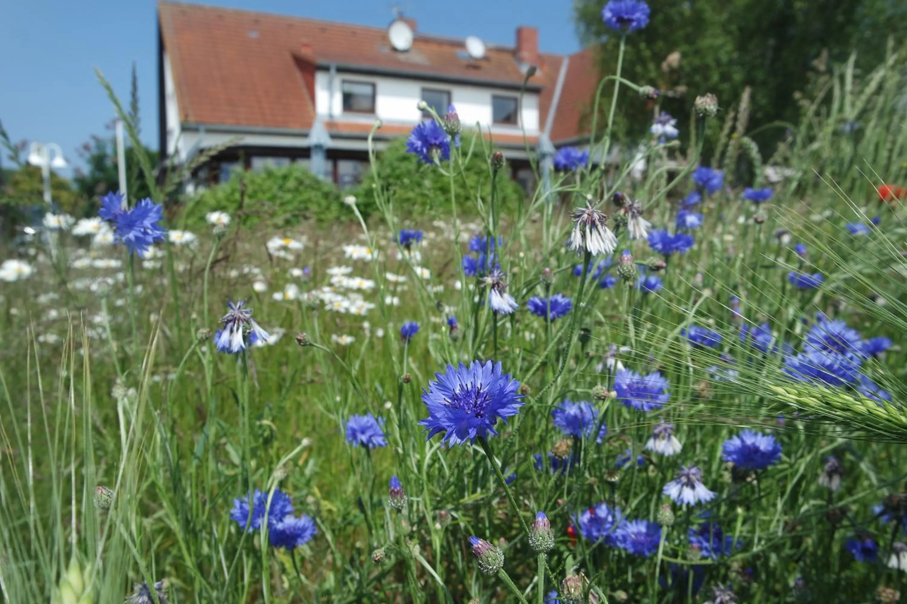Garden view in Aparthotel Schafshorn