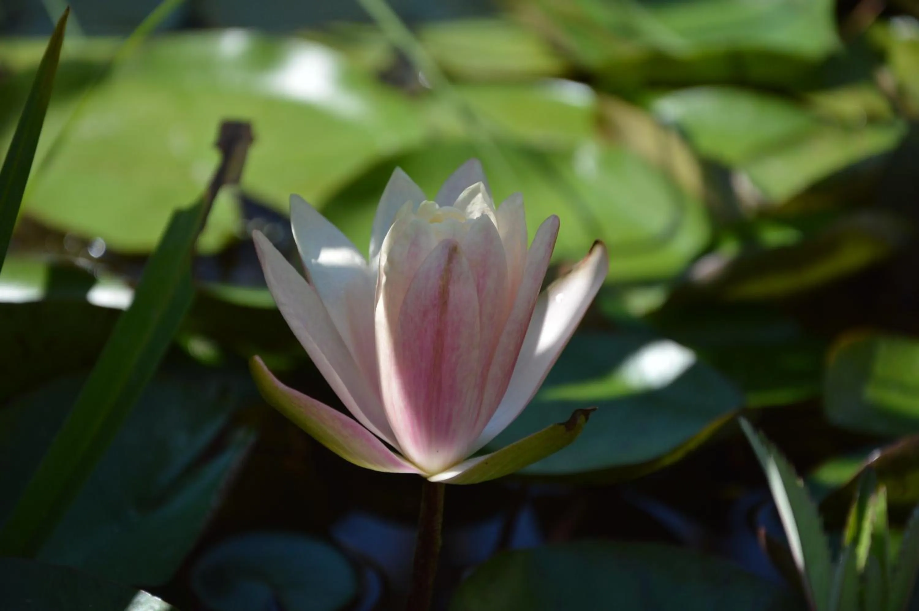 Spring in Villa Olivia Residence Ischia - Monolocali e Bilocali nel Verde con Piscine e Vista Mare