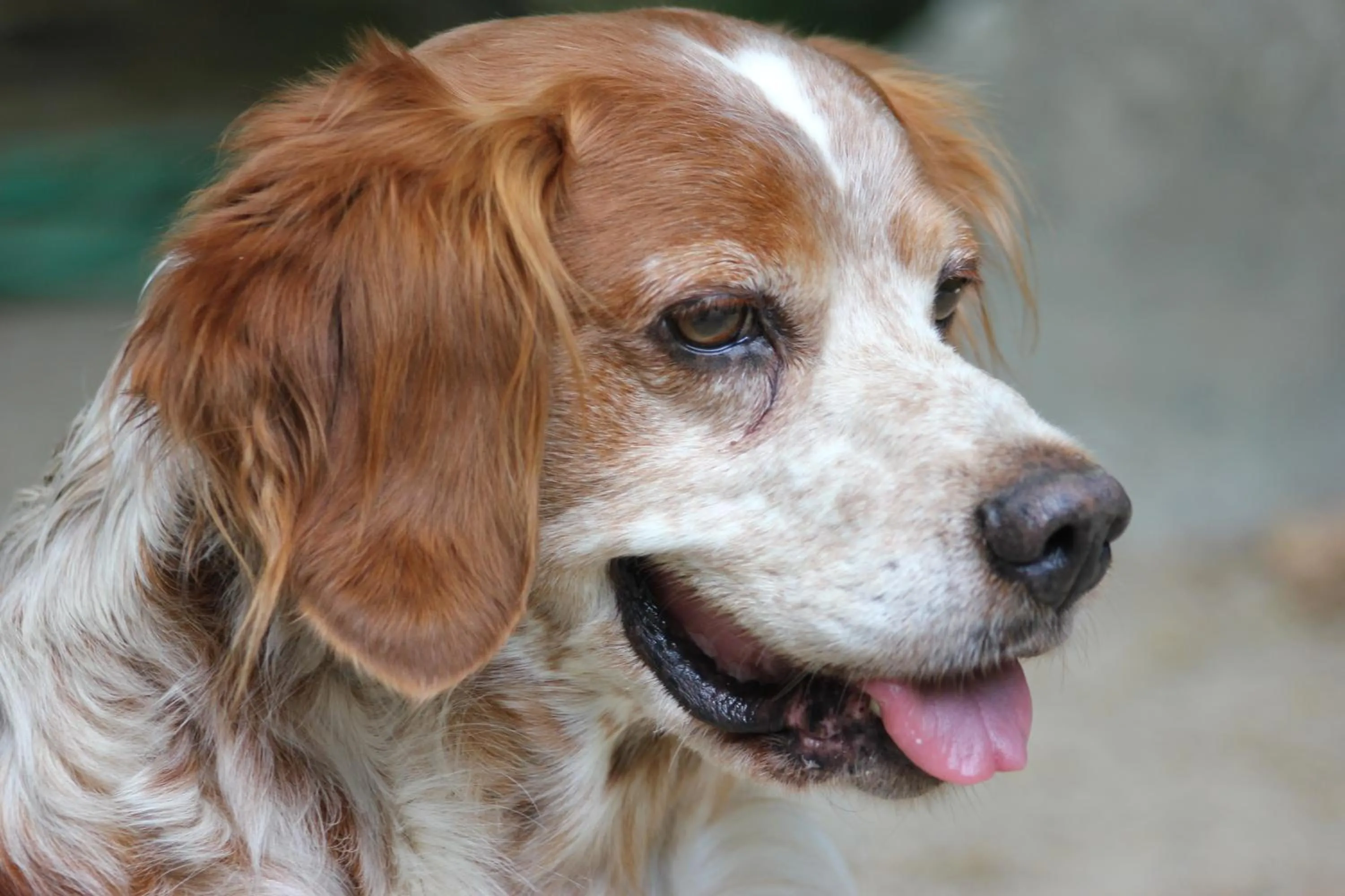 Other in Chambre d'Hôte "Chez Antoinette et Charles"