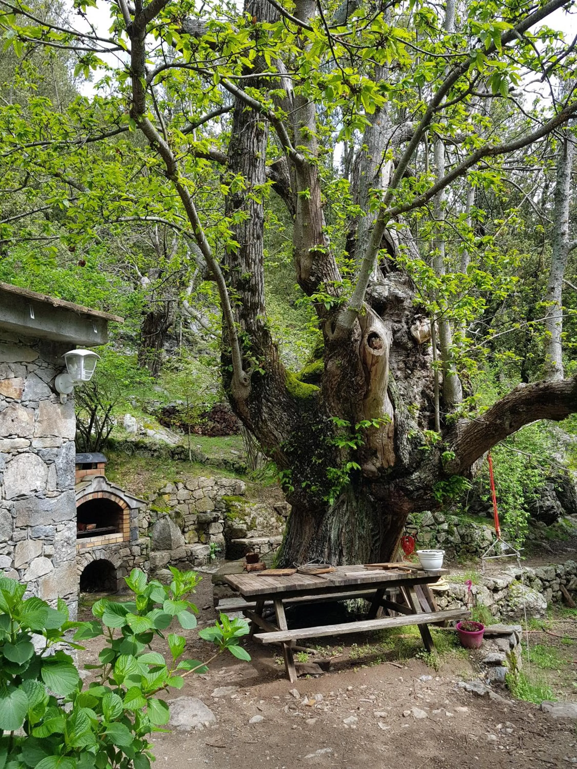 Garden view in Chambre d'Hôte "Chez Antoinette et Charles"