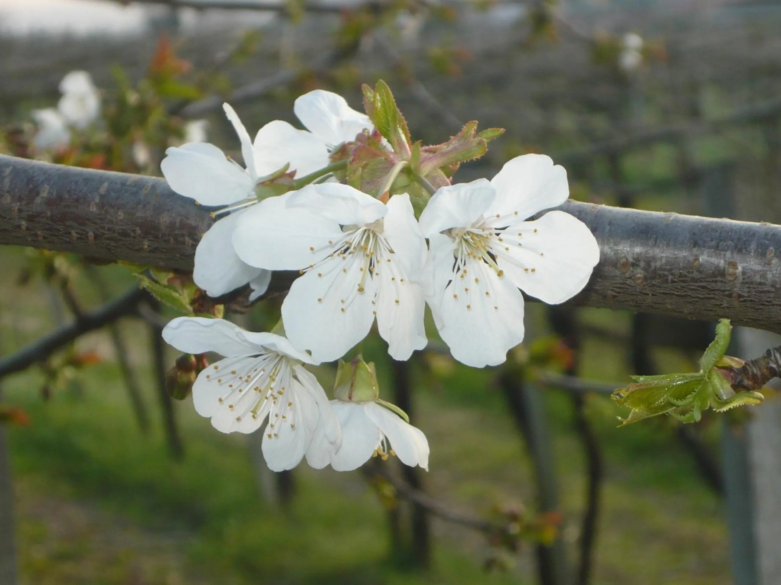 Garden in B&B Agorà